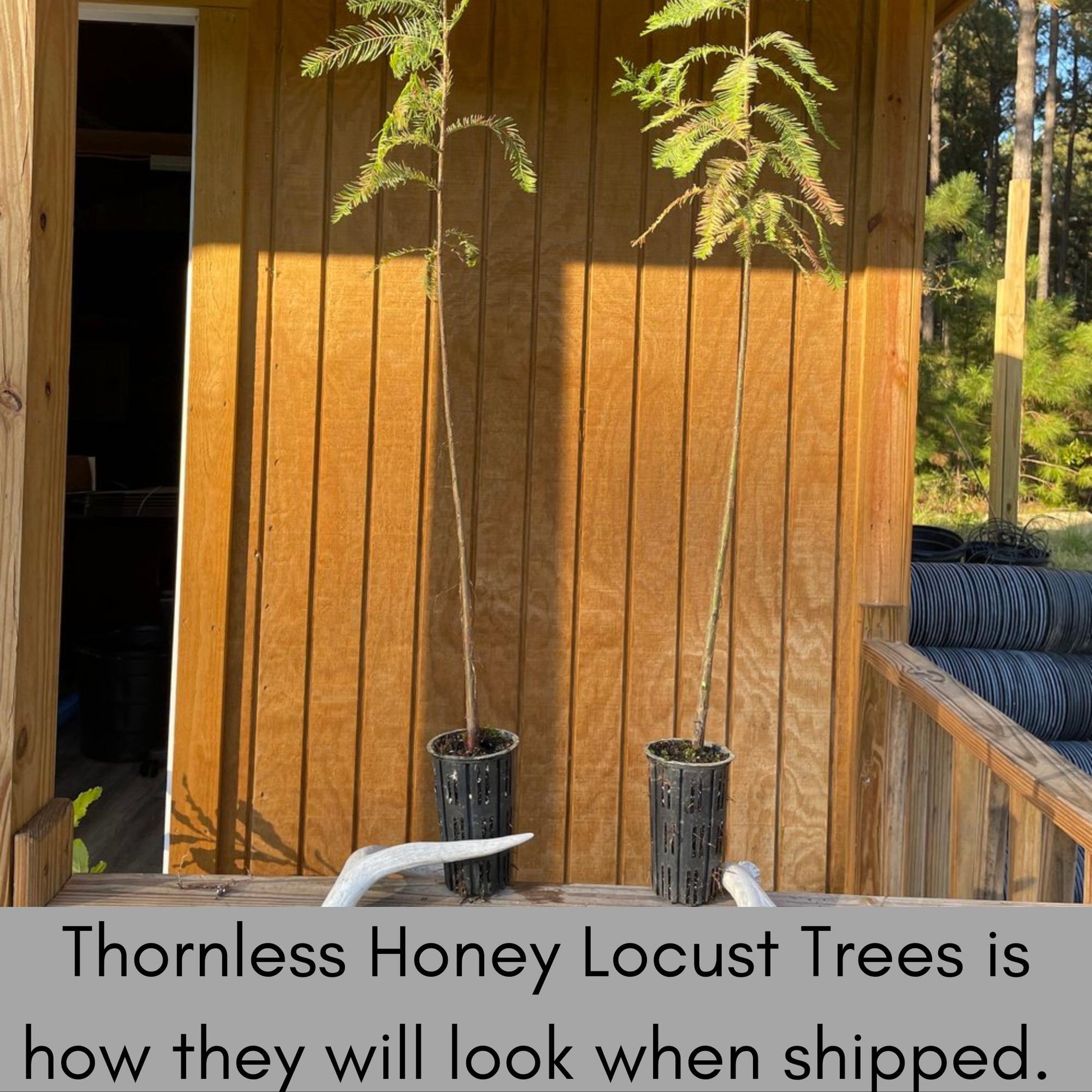 Thornless Honey Locust Tree – Perfect for Native Plant Landscapes