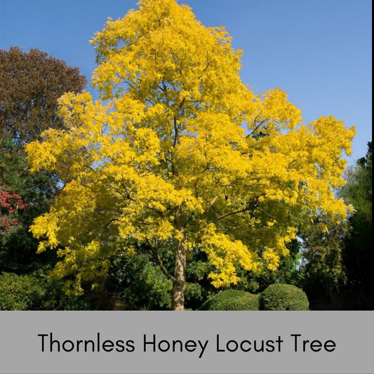 Thornless Honey Locust Tree – Perfect for Native Plant Landscapes