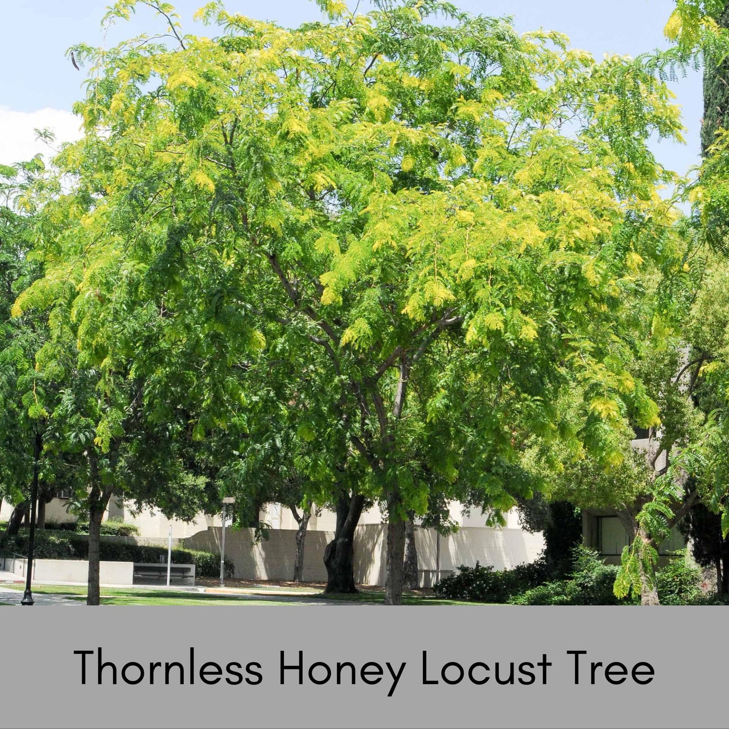 Thornless Honey Locust Tree – Perfect for Native Plant Landscapes