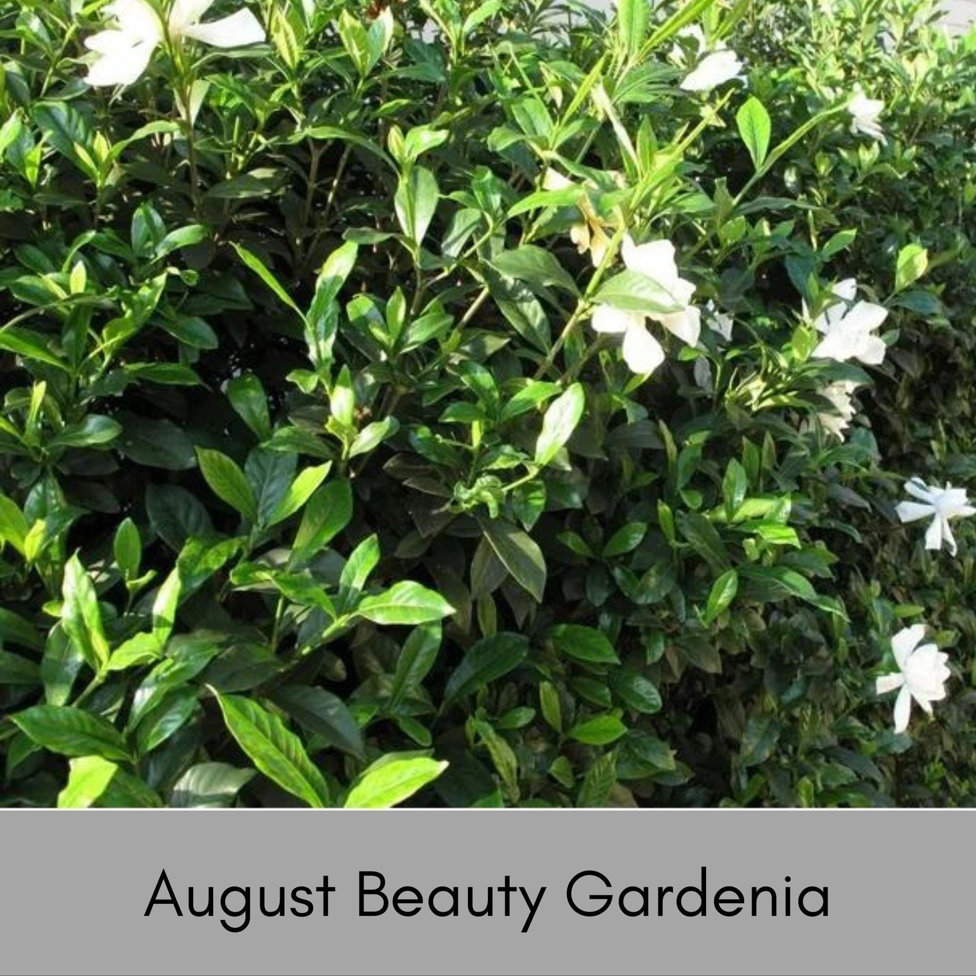 AUGUST BEAUTY GARDENIA - 3 Gallon Plant - Free Shipping! - Big Fragrant White Blooms