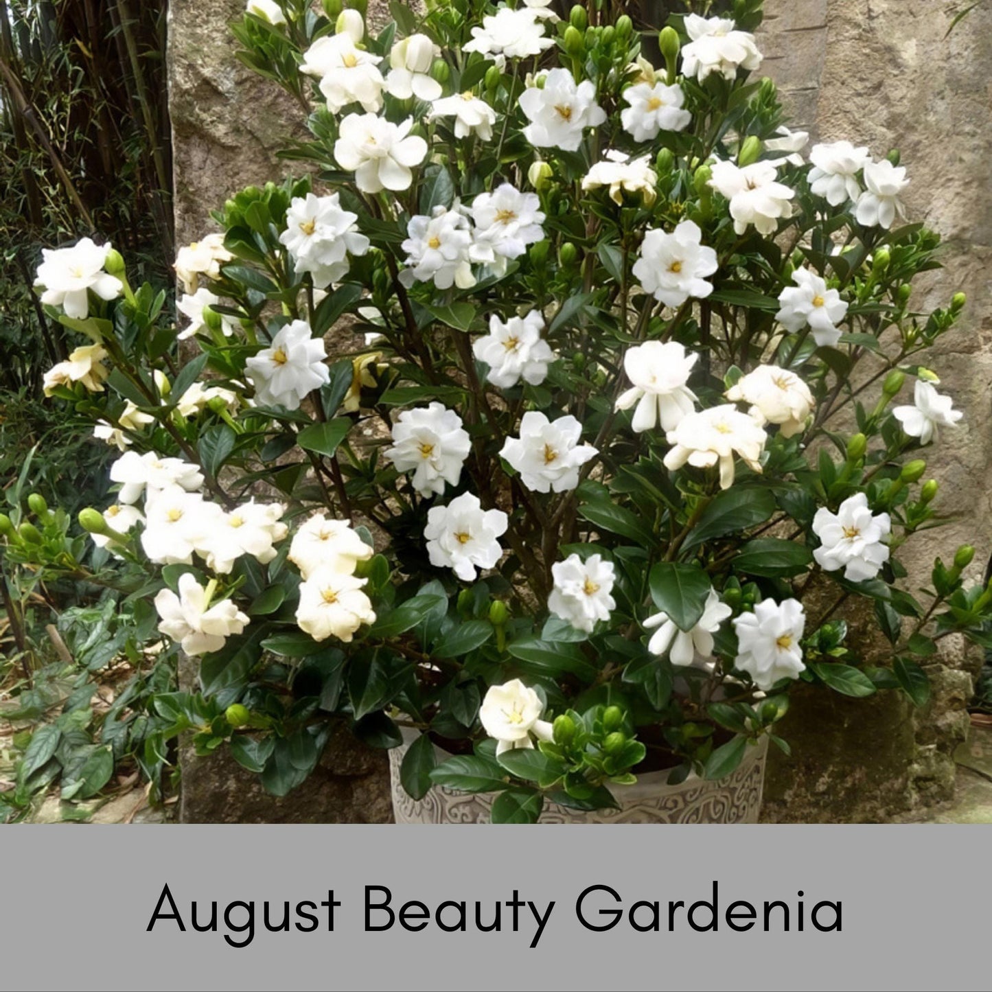 AUGUST BEAUTY GARDENIA - 3 Gallon Plant - Free Shipping! - Big Fragrant White Blooms