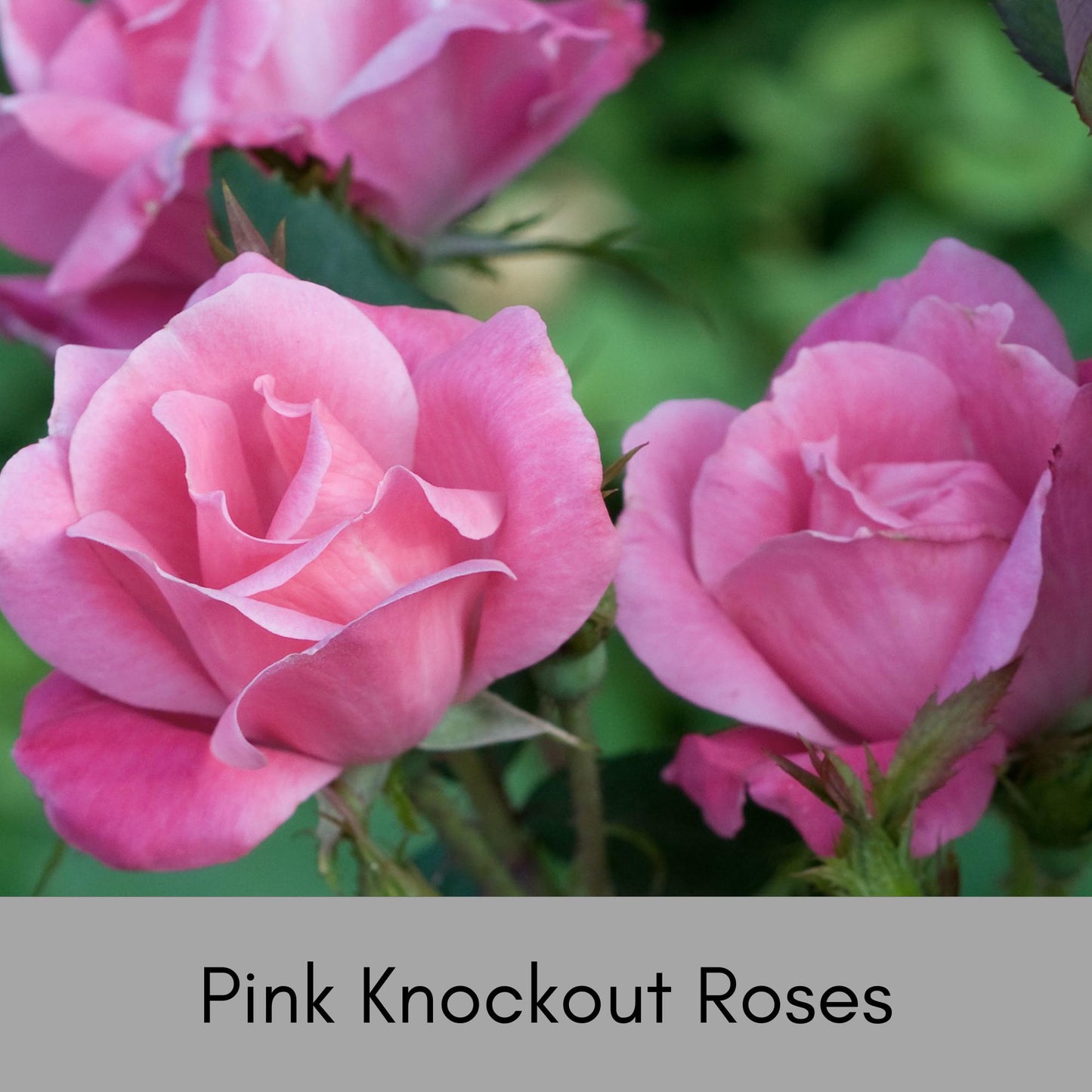 PINK Knock Out Rose! - Disease Resistant - Free Shipping - Quart Size Containers