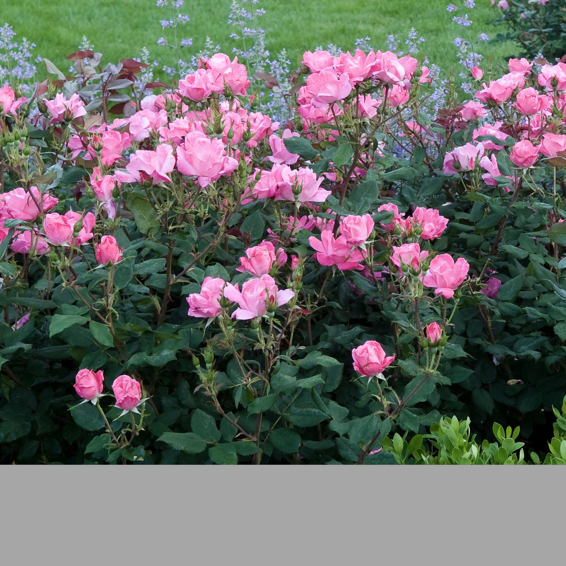 PINK Knock Out Rose! - Disease Resistant - Free Shipping - Quart Size Containers