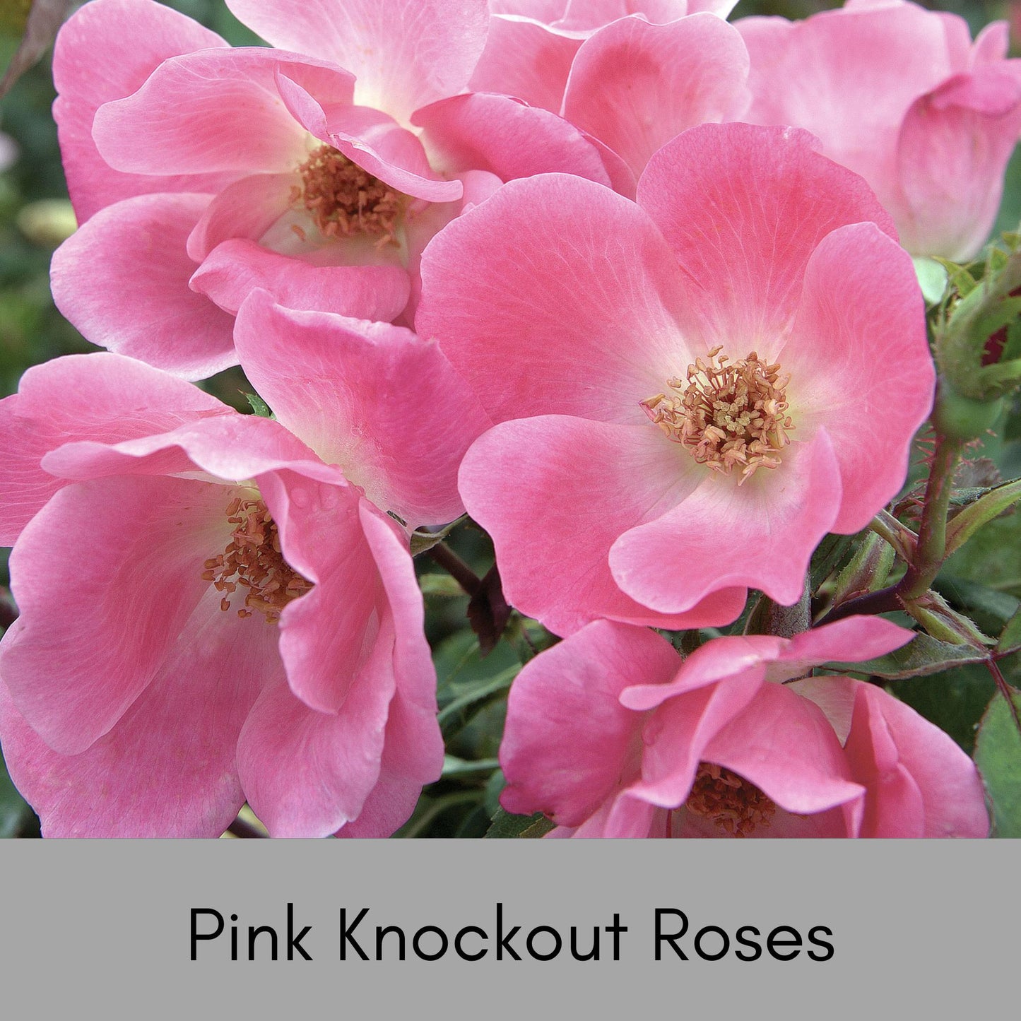 PINK Knock Out Rose! - Disease Resistant - Free Shipping - Quart Size Containers