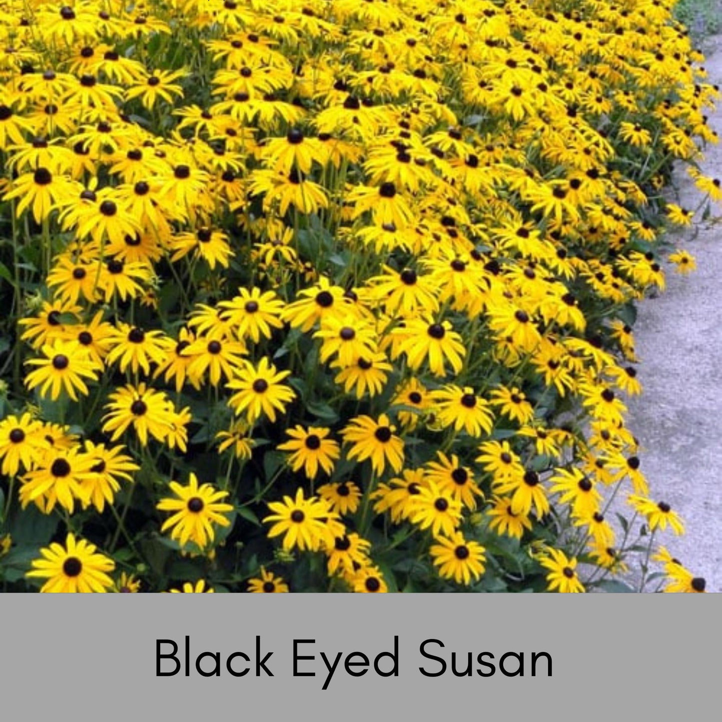 BLACK EYED SUSAN, 10 Plants Per Order, Yellow Flowers, Perennial Wildflowers, Sun Loving and Easy to Grow Plants for Flower Arrangements!