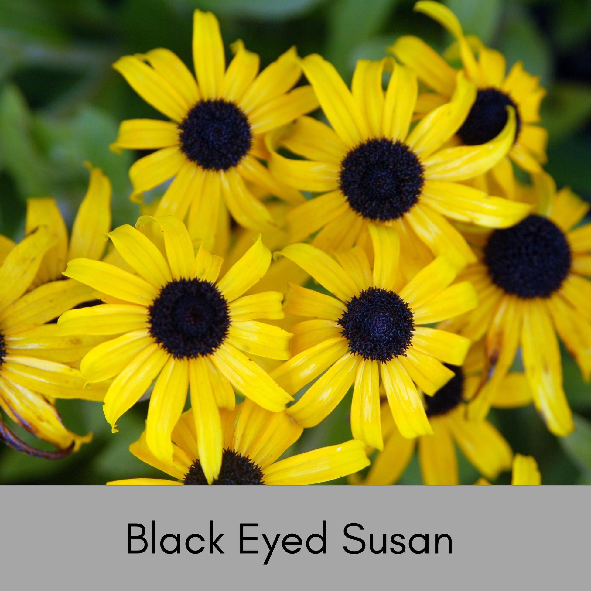 BLACK EYED SUSAN, 10 Plants Per Order, Yellow Flowers, Perennial Wildflowers, Sun Loving and Easy to Grow Plants for Flower Arrangements!