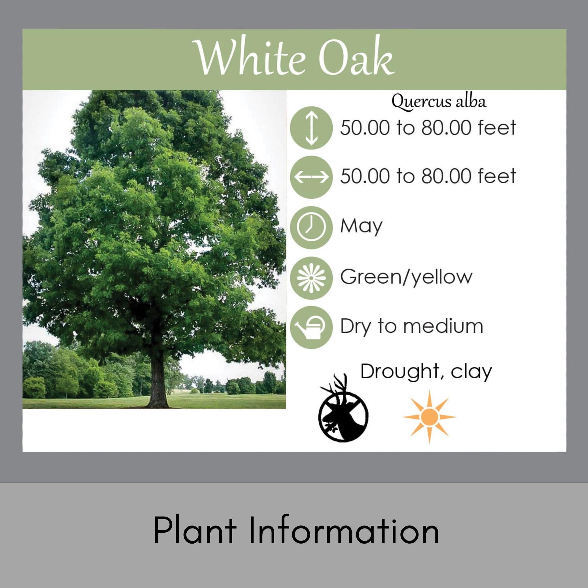 WHITE OAK Trees - 6" Plugs - Great Fall Color