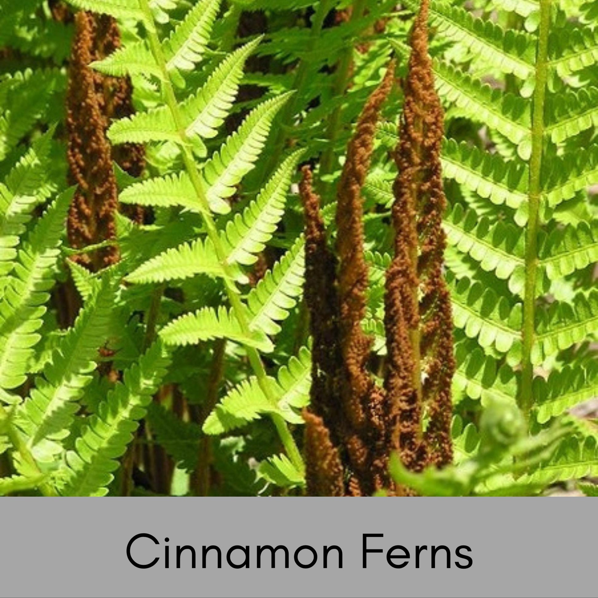 CINNAMON FERNS | 1 Quart Size Plant | Free Shipping!