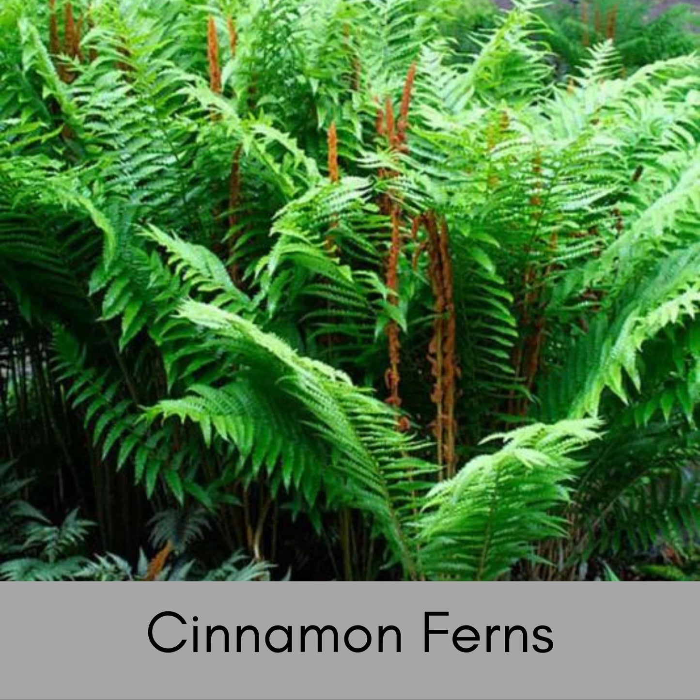 CINNAMON FERNS | 1 Quart Size Plant | Free Shipping!