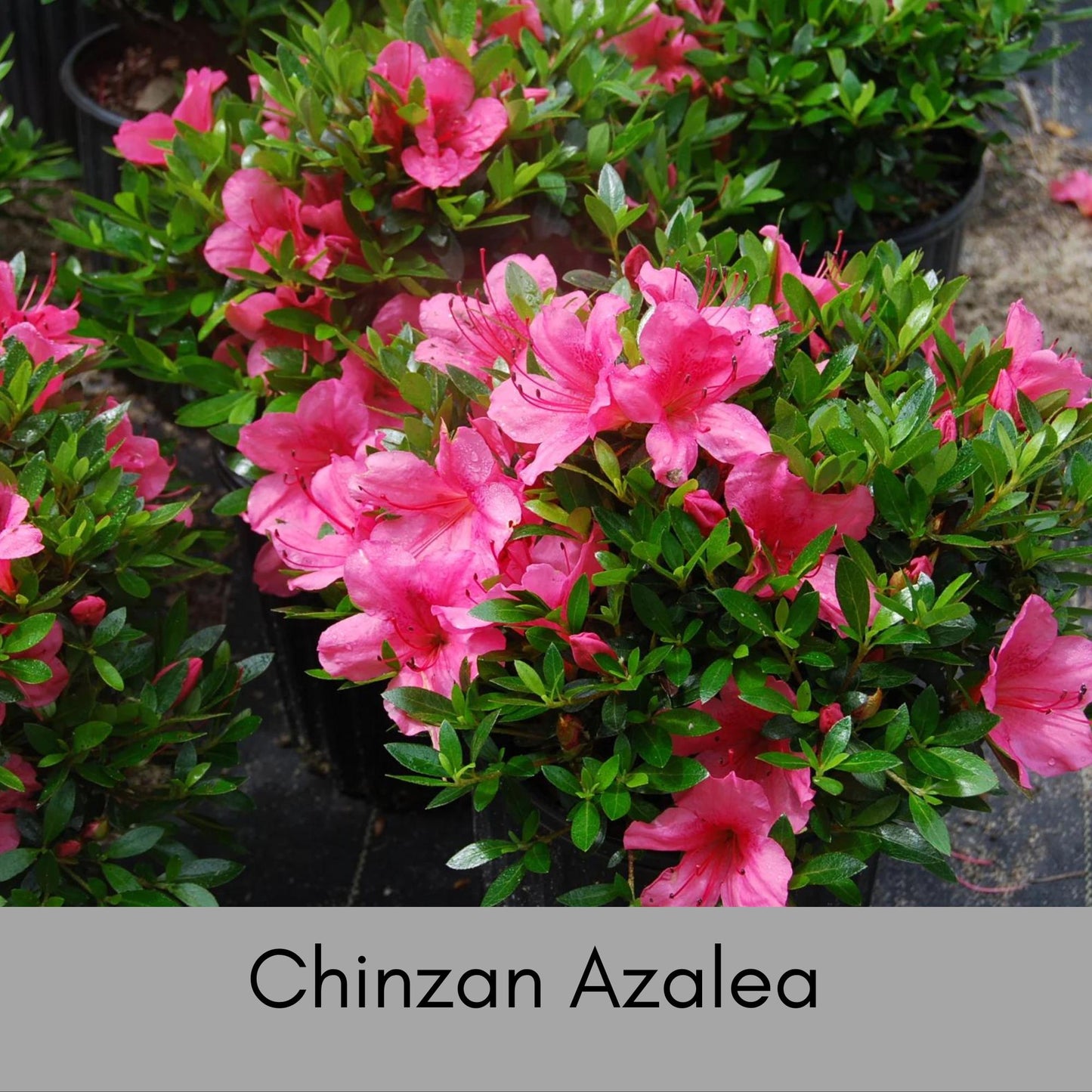 Deep Pink 'Chinzan' Azalea - Bonsai Tree - 1 Gallon