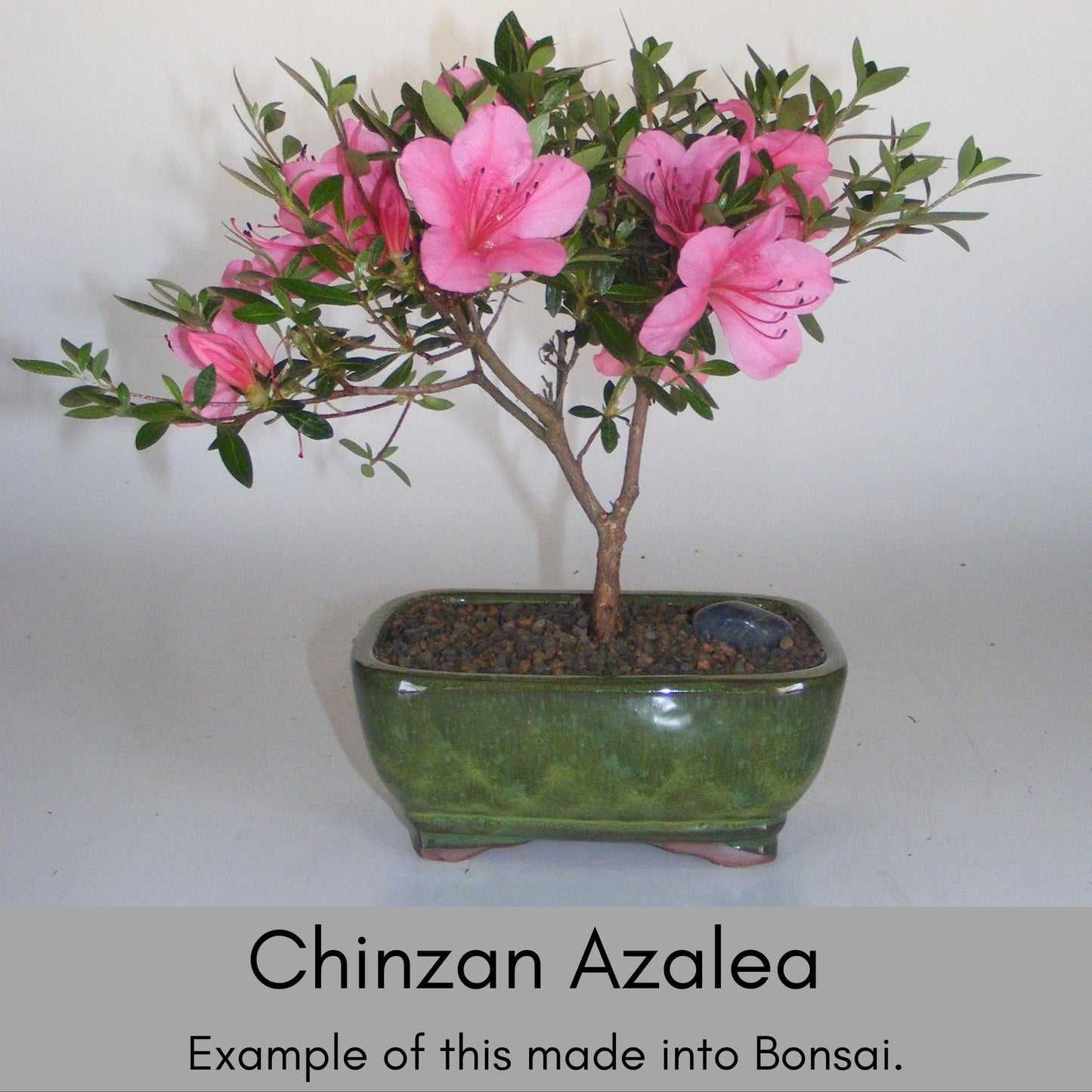 Deep Pink 'Chinzan' Azalea - Bonsai Tree - 1 Gallon