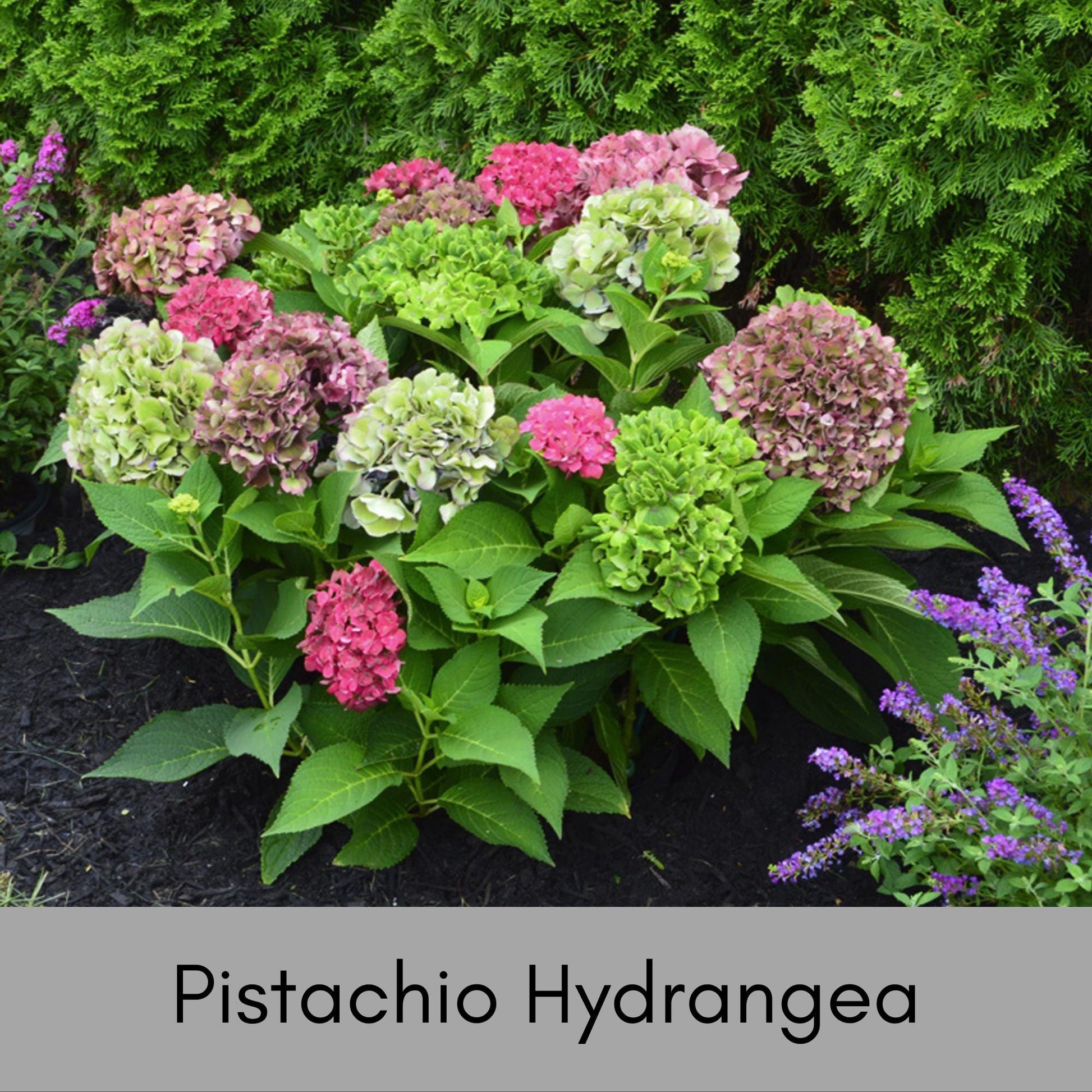 Pistachio Hydrangea 'Horwack' | FREE SHIPPING!