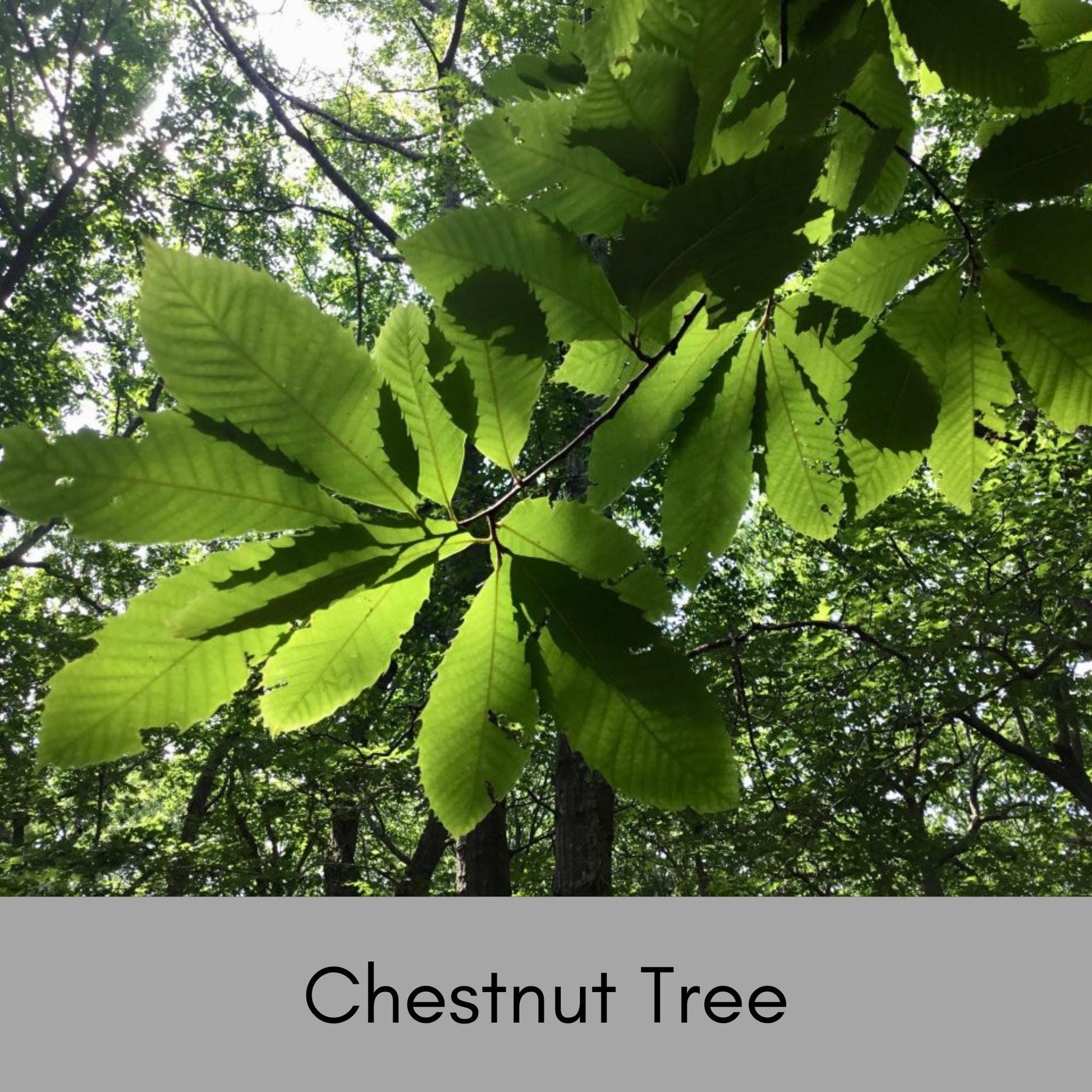 HYBRID CHESTNUT TREES, Fast growing shade tree, Produces Chestnuts!, Easy to Grow!, Wildlife Friendly, Landscape Tree, Great Garden Gift!