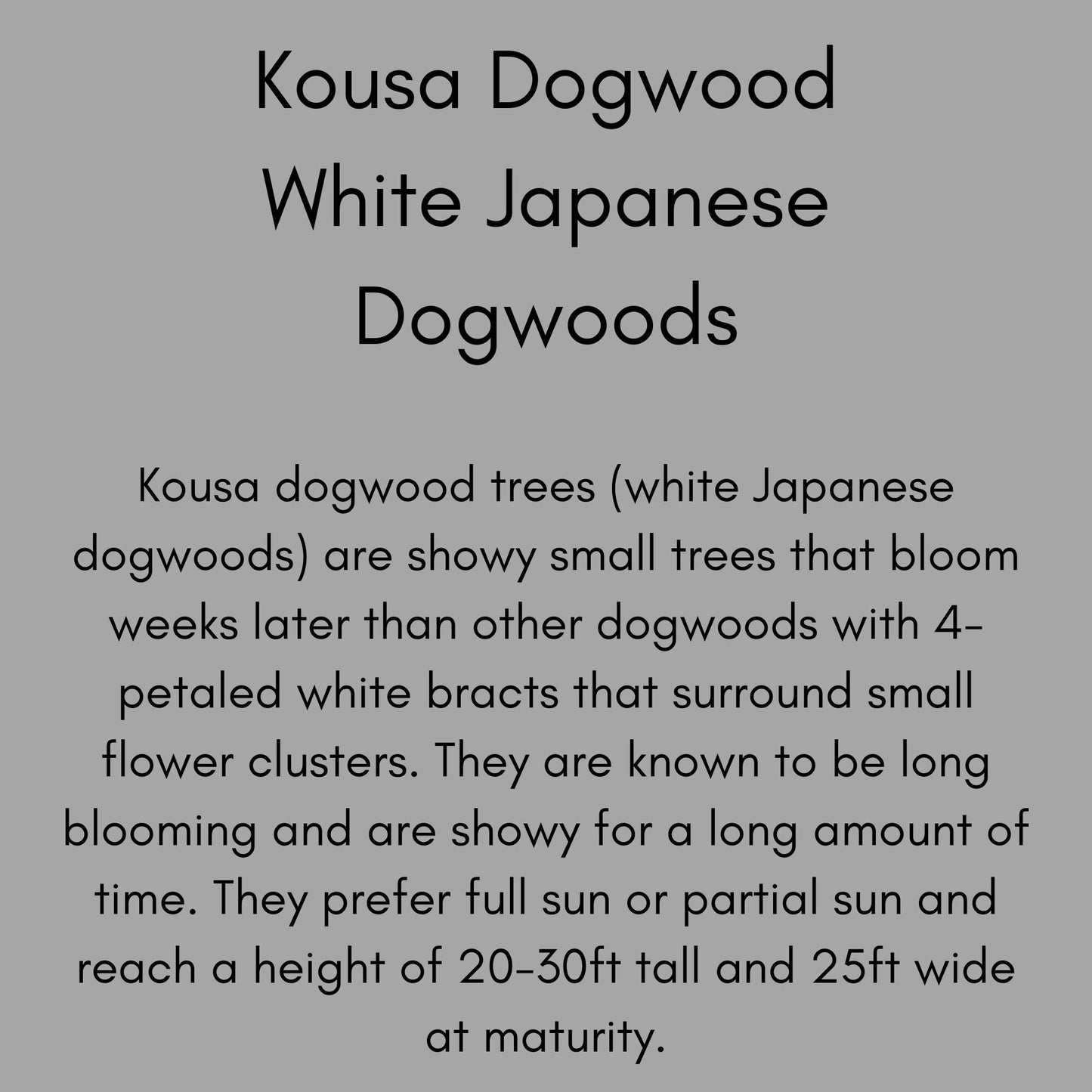 Kousa White Dogwood - Disease Resistant - 4 to 5 Ft. Tall - Free Shipping