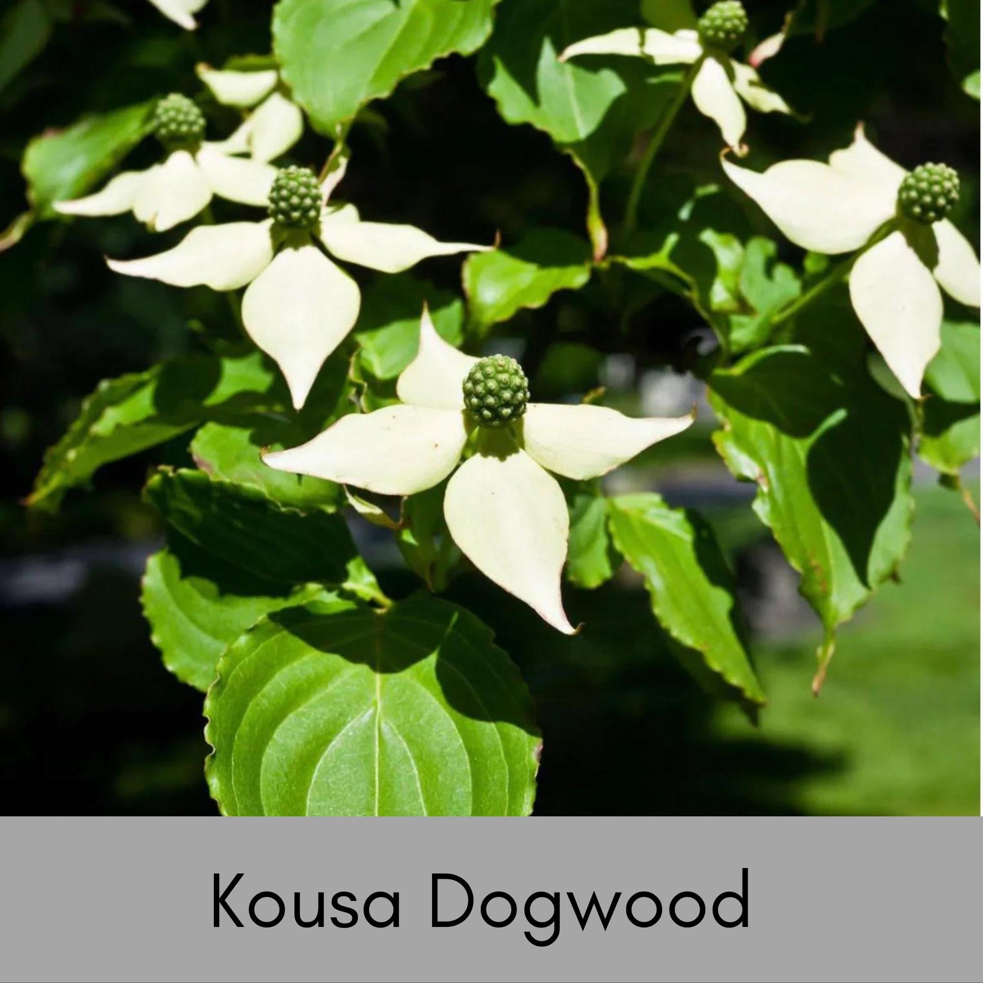 Kousa White Dogwood - Disease Resistant - 4 to 5 Ft. Tall - Free Shipping