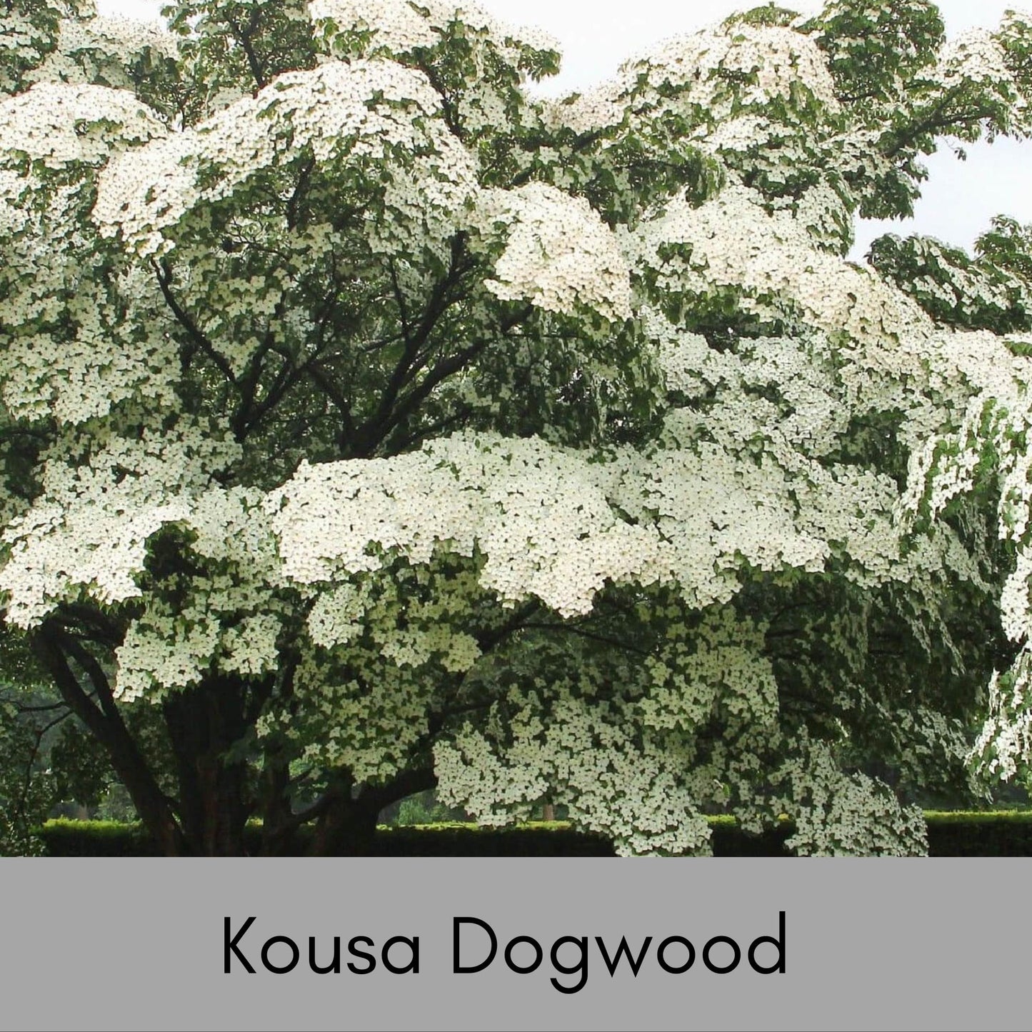 Kousa White Dogwood - Disease Resistant - 4 to 5 Ft. Tall - Free Shipping