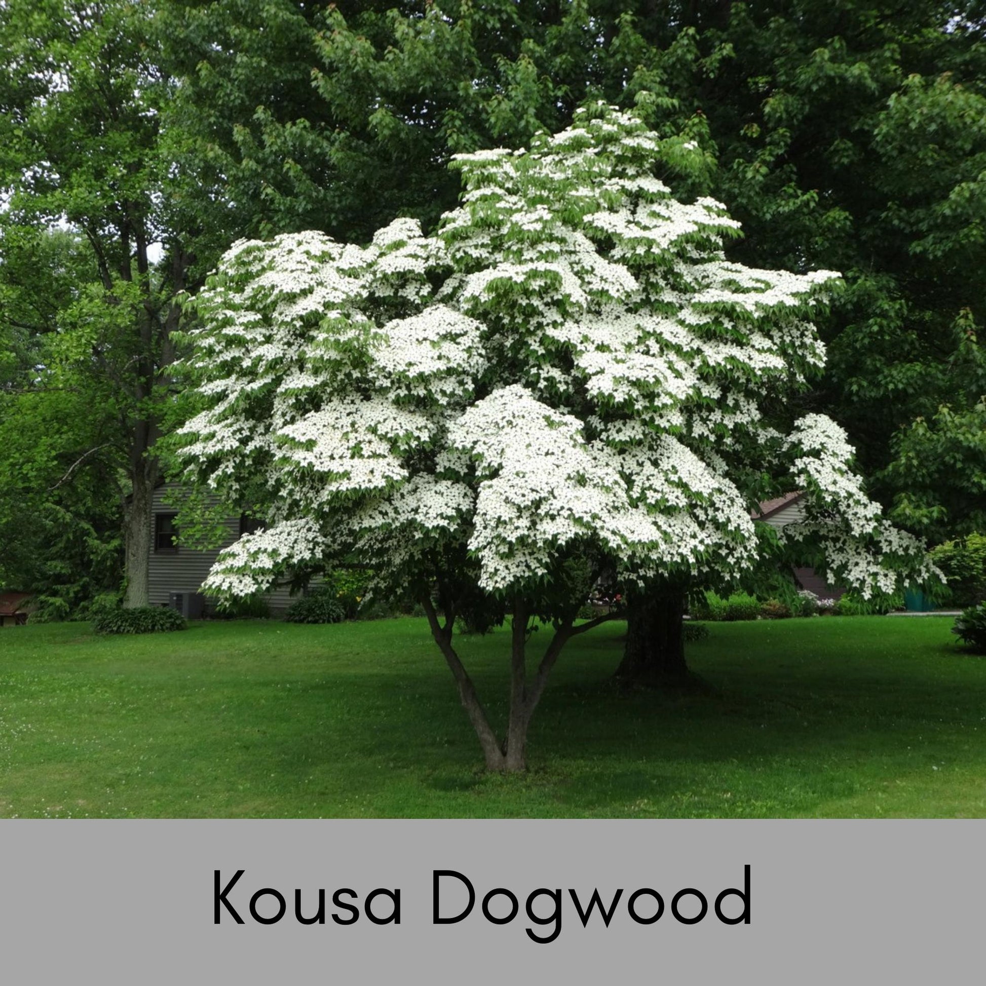 Kousa White Dogwood - Disease Resistant - 4 to 5 Ft. Tall - Free Shipping