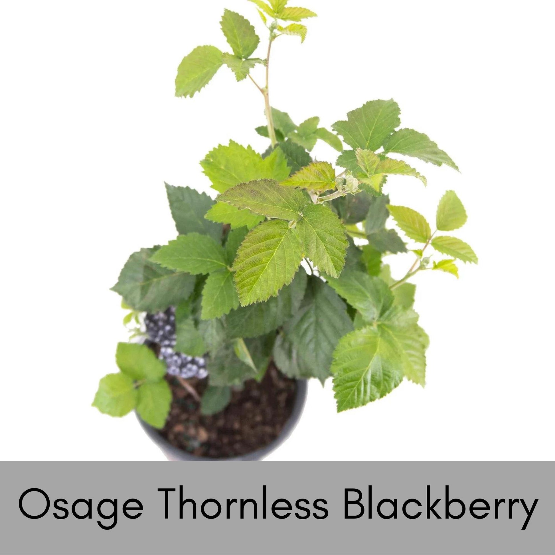 BLACKBERRY PLANT Edible Fruit! | Pesticide Free | 1 Gallon Size | Wildlife Plant