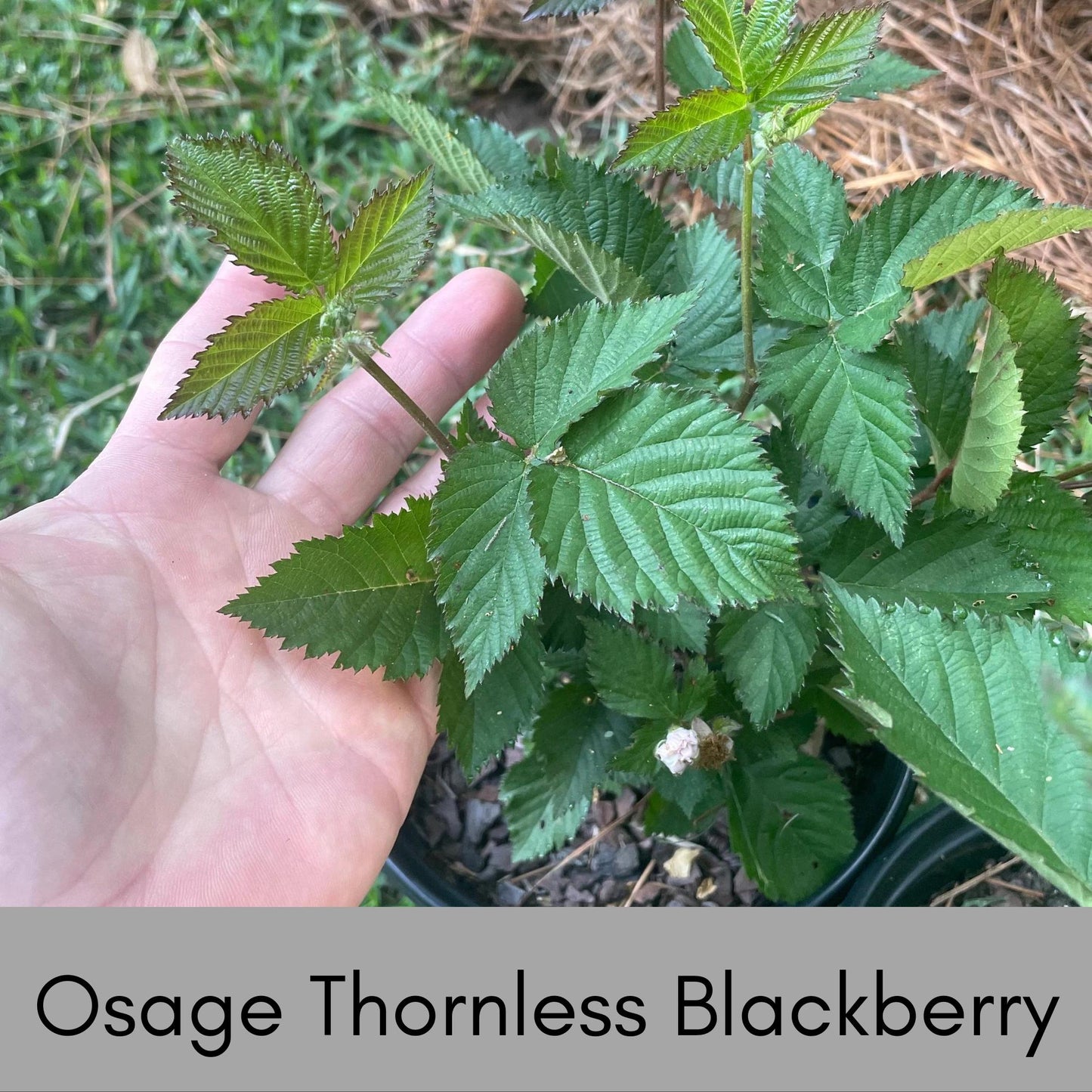 BLACKBERRY PLANT Edible Fruit! | Pesticide Free | 1 Gallon Size | Wildlife Plant