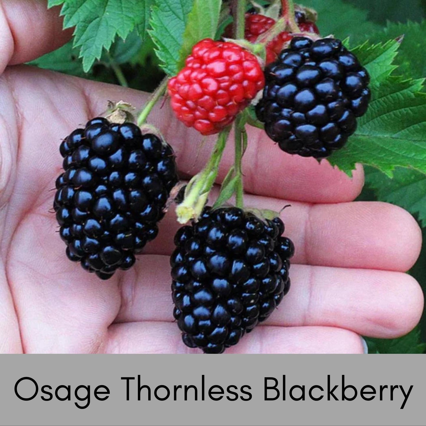 BLACKBERRY PLANT Edible Fruit! | Pesticide Free | 1 Gallon Size | Wildlife Plant