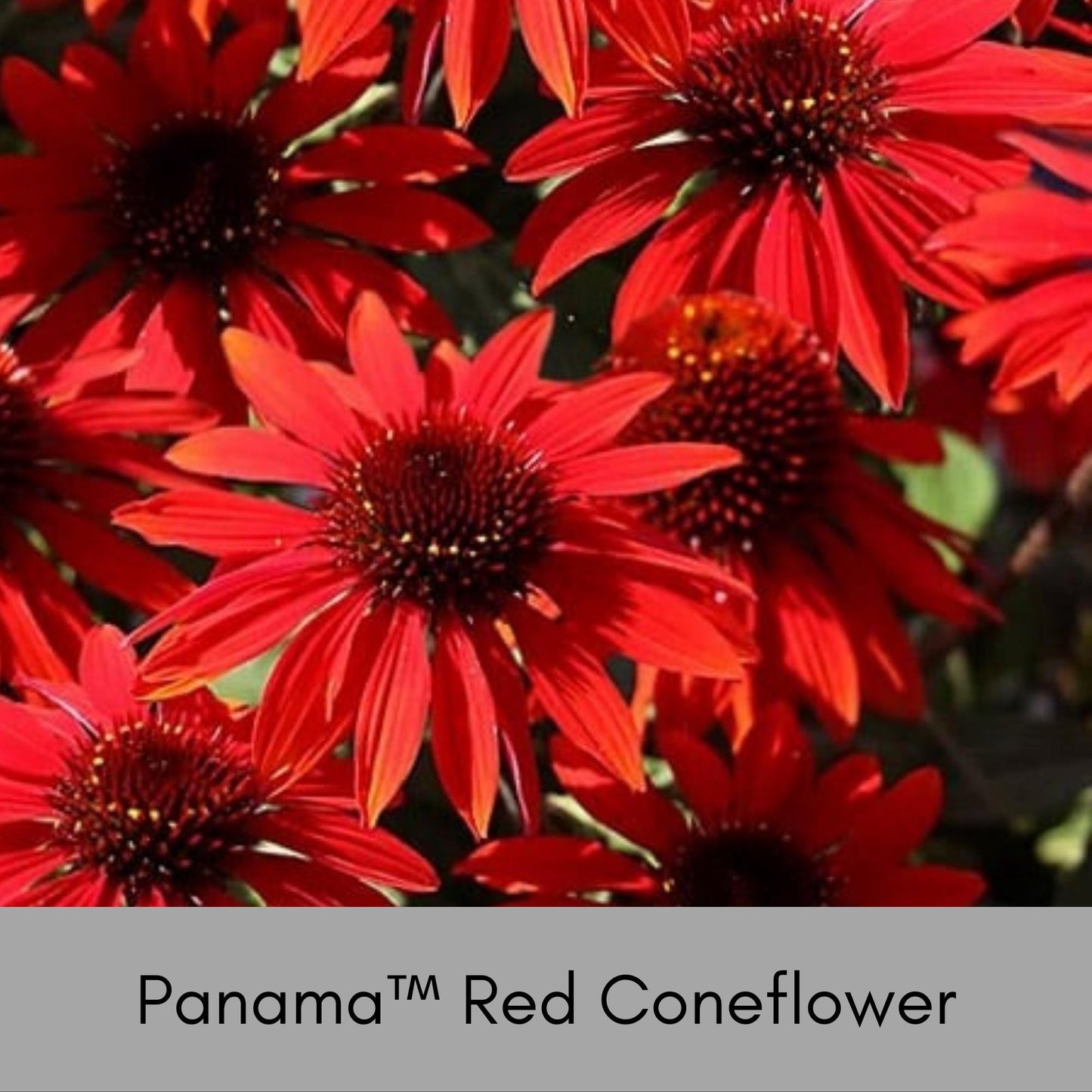 Panama™ Red Coneflower, Echinacea, Christmas Red Flowers, Great Garden Gift that thrives in FULL SUN!, Low Maintenance Plant, Cut Flowers