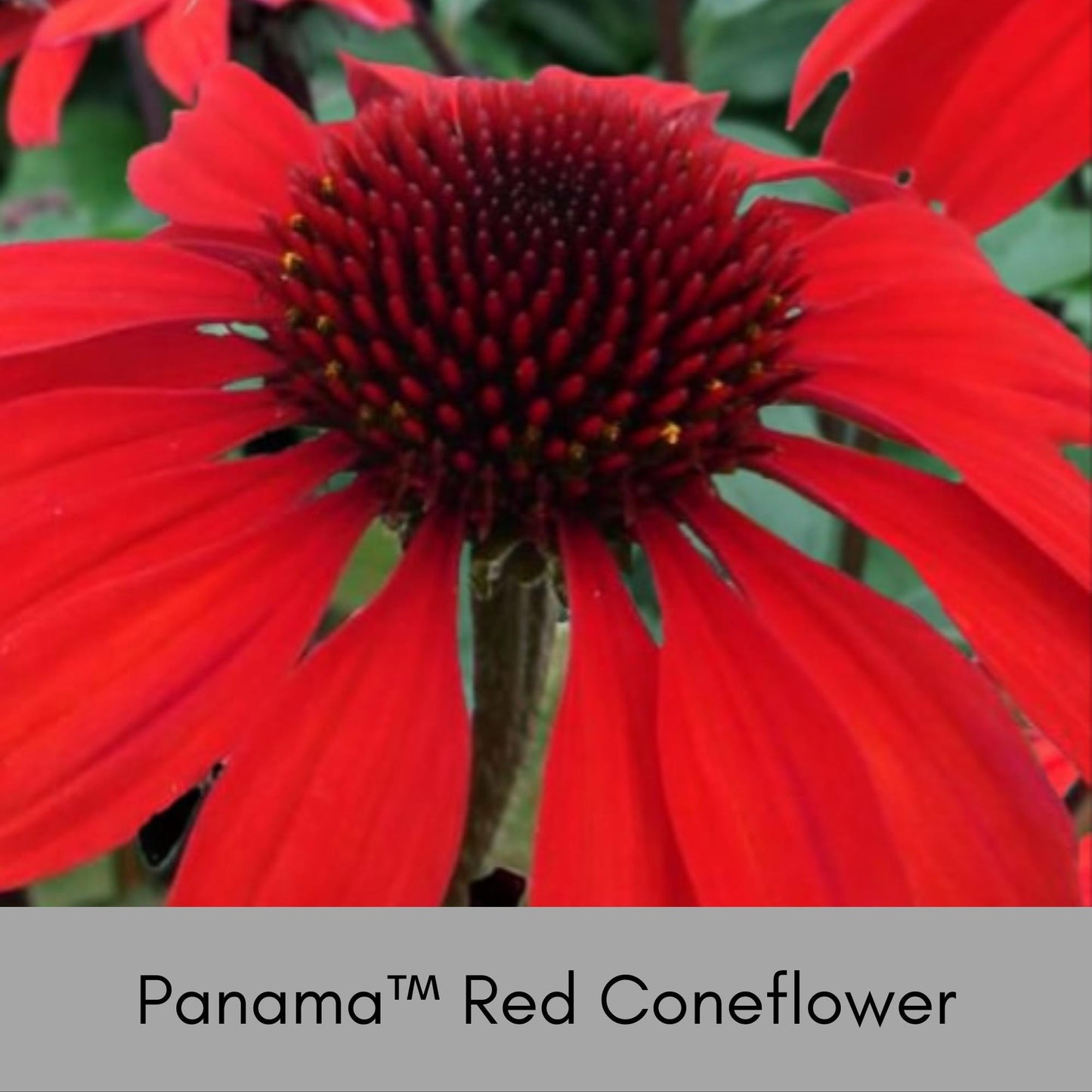 Panama™ Red Coneflower, Echinacea, Christmas Red Flowers, Great Garden Gift that thrives in FULL SUN!, Low Maintenance Plant, Cut Flowers