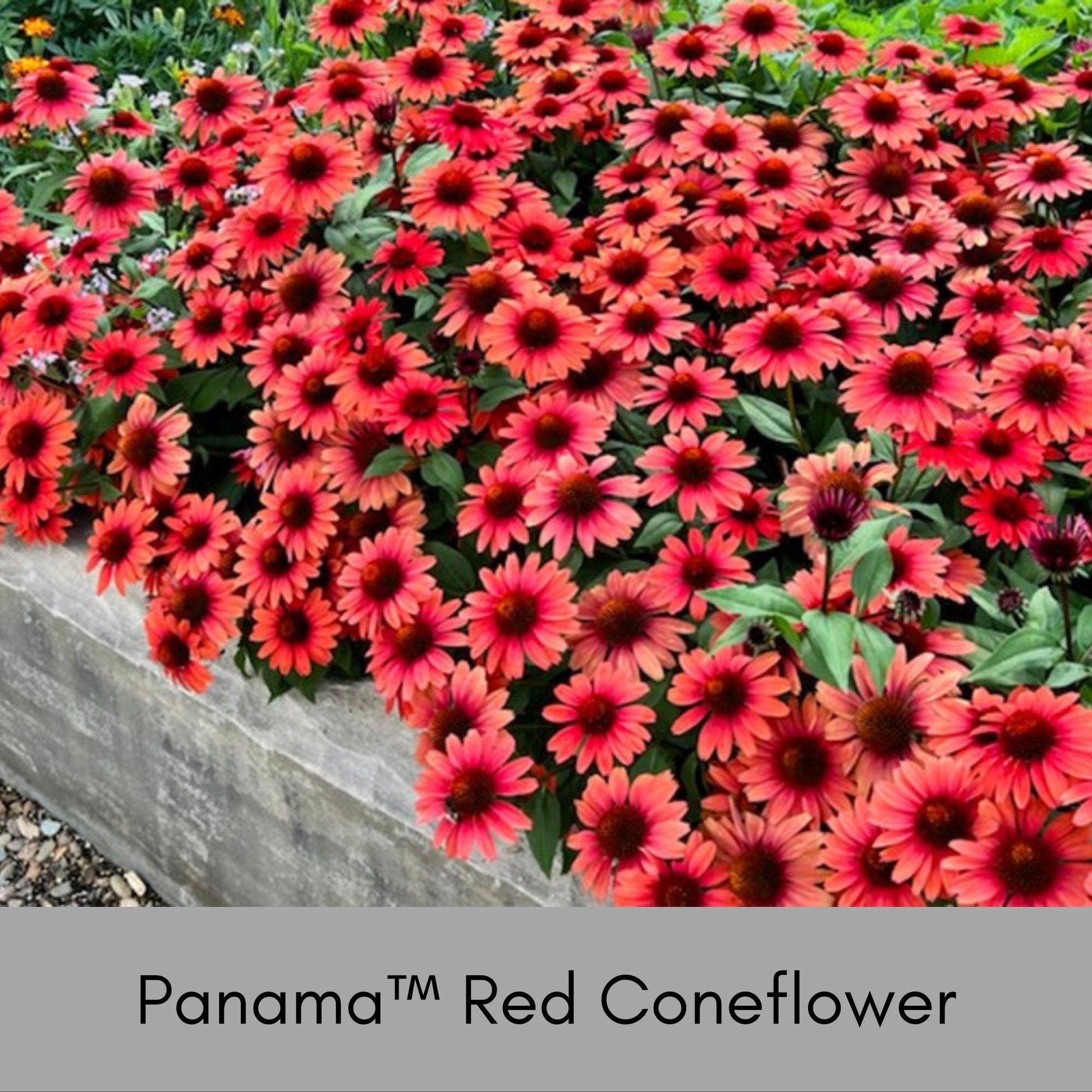 Panama™ Red Coneflower, Echinacea, Christmas Red Flowers, Great Garden Gift that thrives in FULL SUN!, Low Maintenance Plant, Cut Flowers