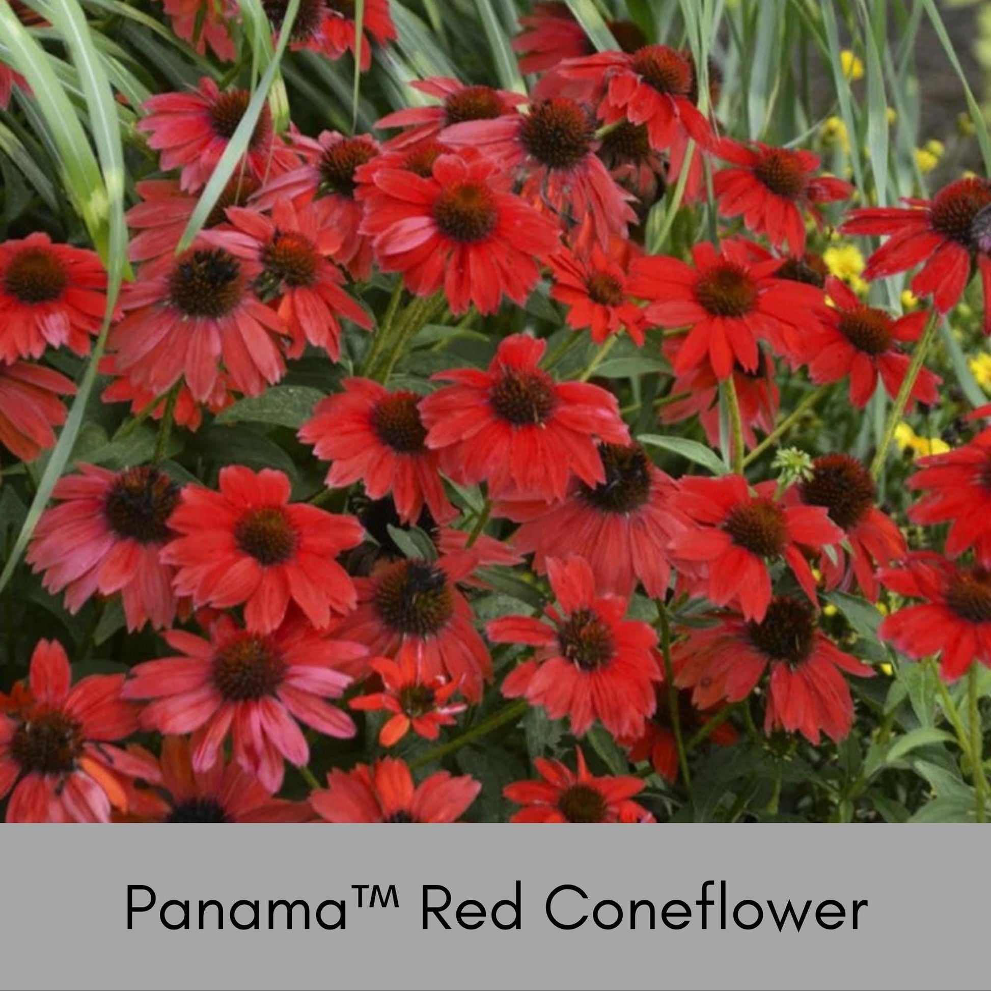 Panama™ Red Coneflower, Echinacea, Christmas Red Flowers, Great Garden Gift that thrives in FULL SUN!, Low Maintenance Plant, Cut Flowers