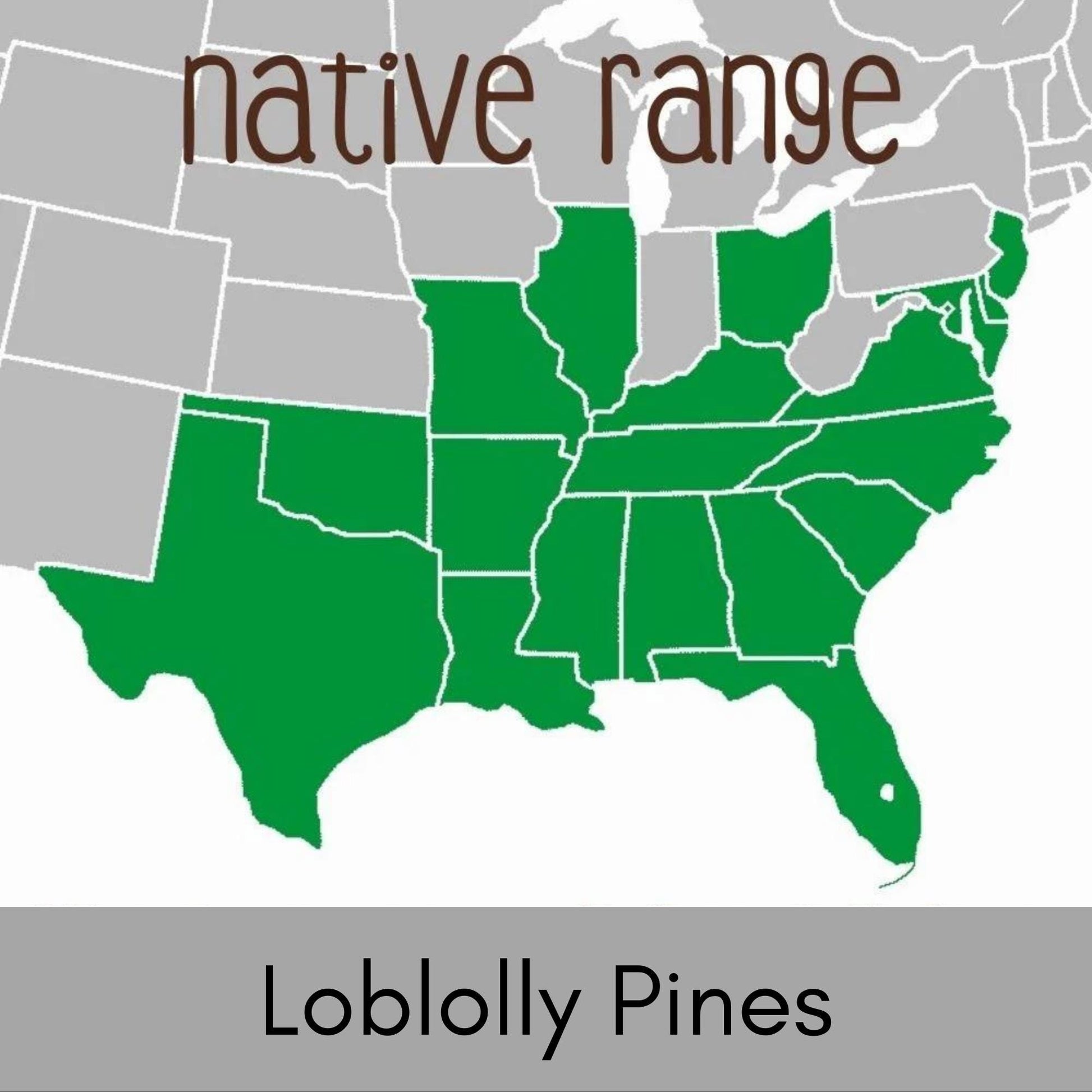 Loblolly Pine Tree | STARTER TREES | SEEDLINGS | Free Shipping!