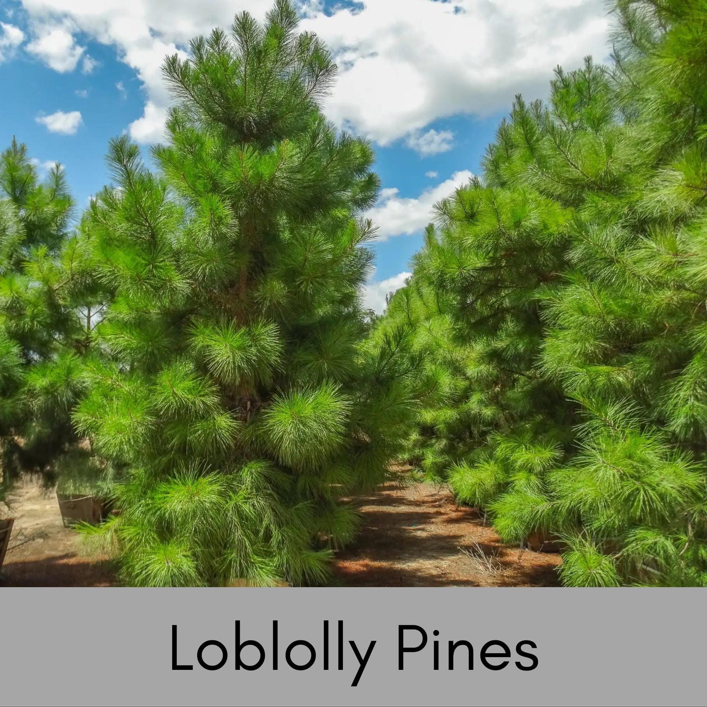 Loblolly Pine Tree | STARTER TREES | SEEDLINGS | Free Shipping!