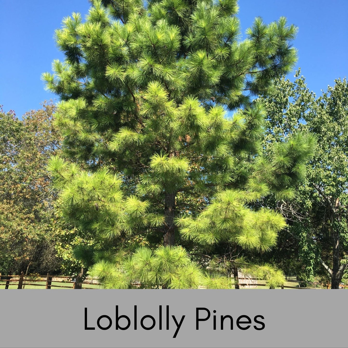 Loblolly Pine Tree | STARTER TREES | SEEDLINGS | Free Shipping!