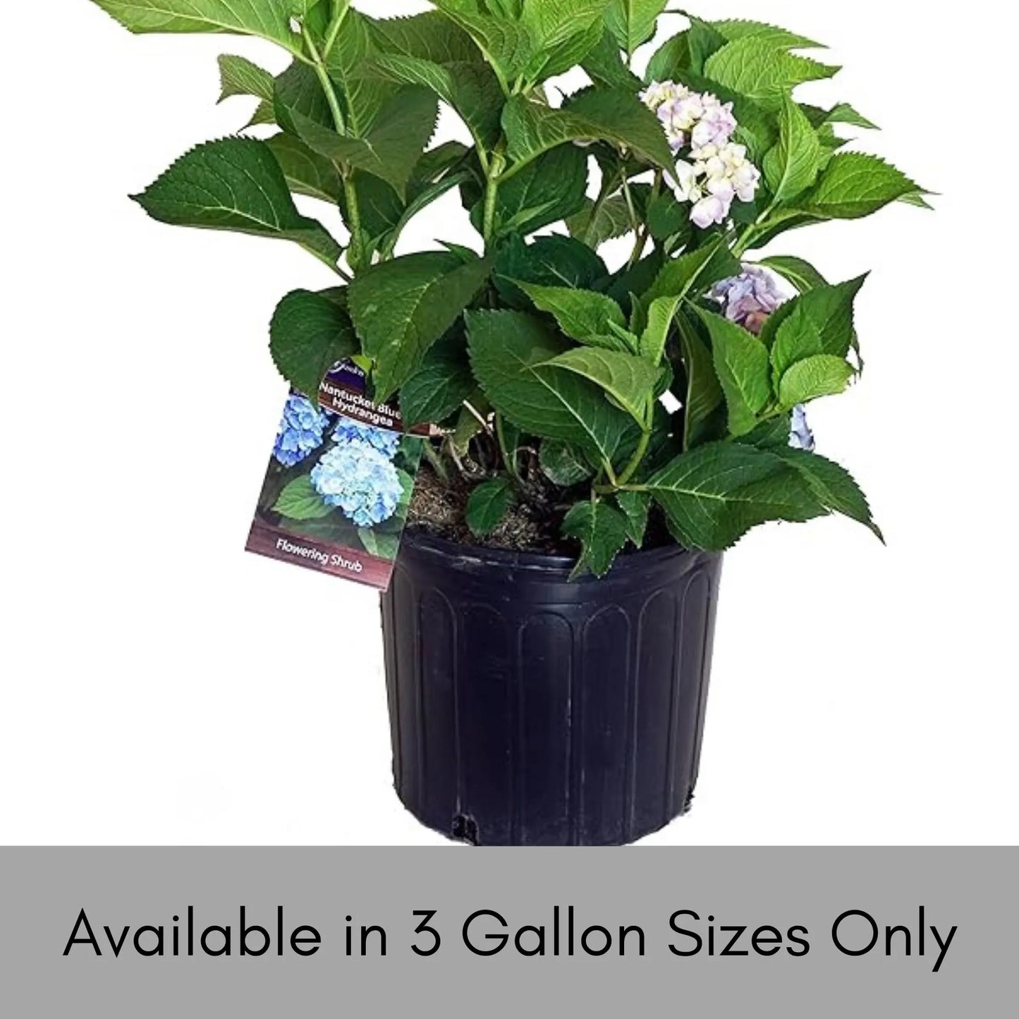 Big Daddy Hydrangea, Hydrangea macrophylla, Big Daddy plant, white hydrangea, 3 Gallon Container, real touch flowers, Decoration plant Gifts