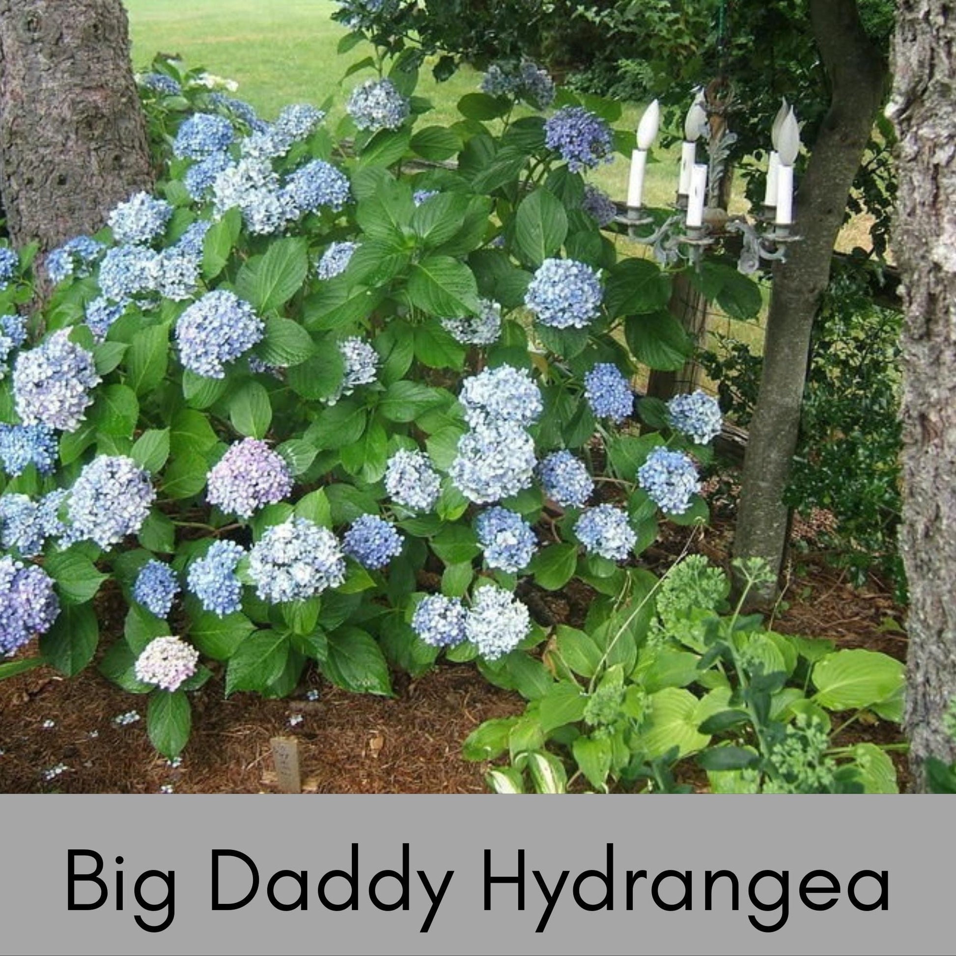 Big Daddy Hydrangea, Hydrangea macrophylla, Big Daddy plant, white hydrangea, 3 Gallon Container, real touch flowers, Decoration plant Gifts