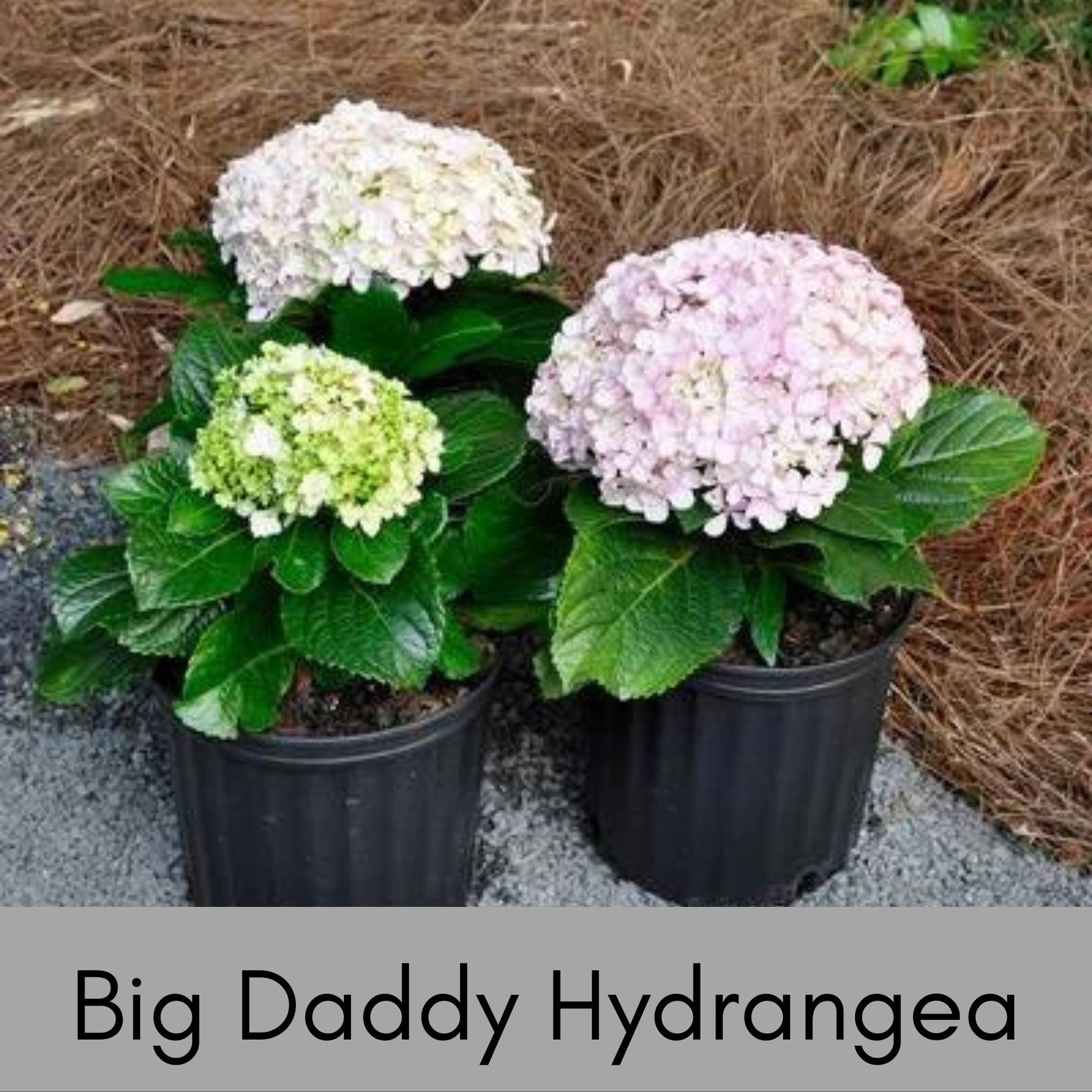 Big Daddy Hydrangea, Hydrangea macrophylla, Big Daddy plant, white hydrangea, 3 Gallon Container, real touch flowers, Decoration plant Gifts