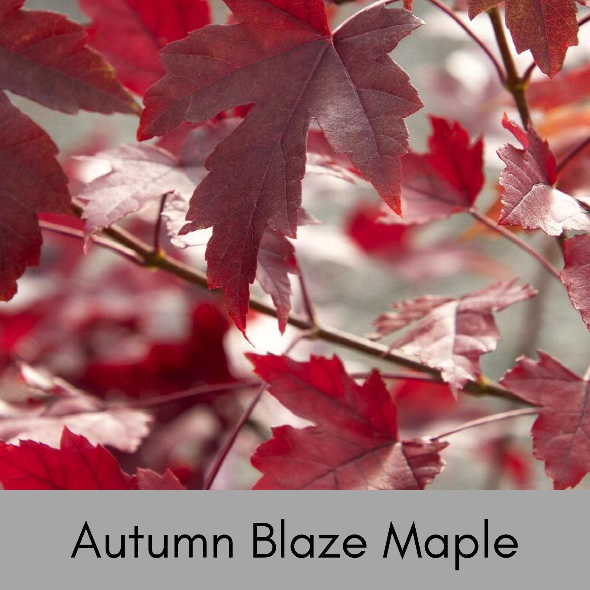 Autumn Blaze Maple | 5 Gallon Container| 4-5' Tall | Free Shipping