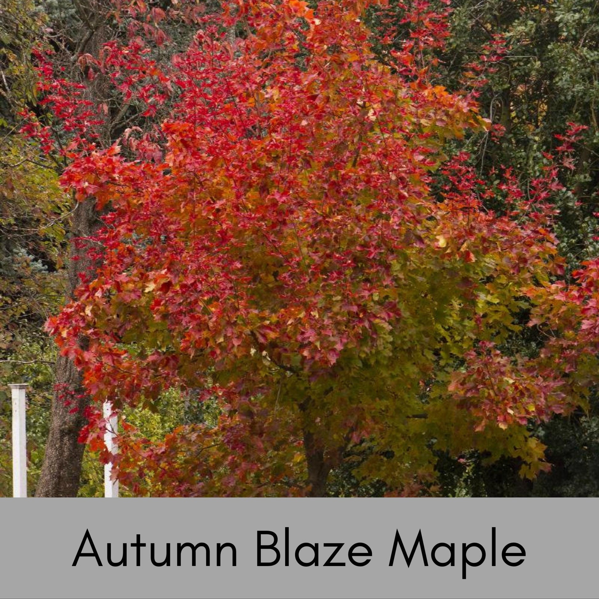 Autumn Blaze Maple | 5 Gallon Container| 4-5' Tall | Free Shipping