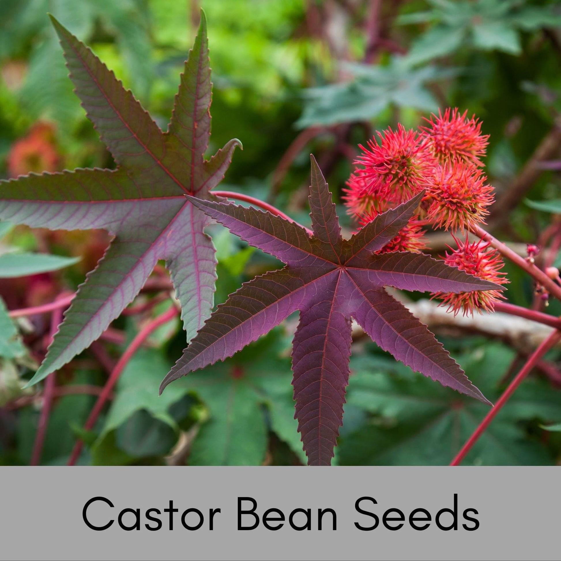 HEIRLOOM CASTOR BEAN Seeds - Perfect for Woodland Garden - Natural Vole and Mole Repealant - 12 seeds with each order!