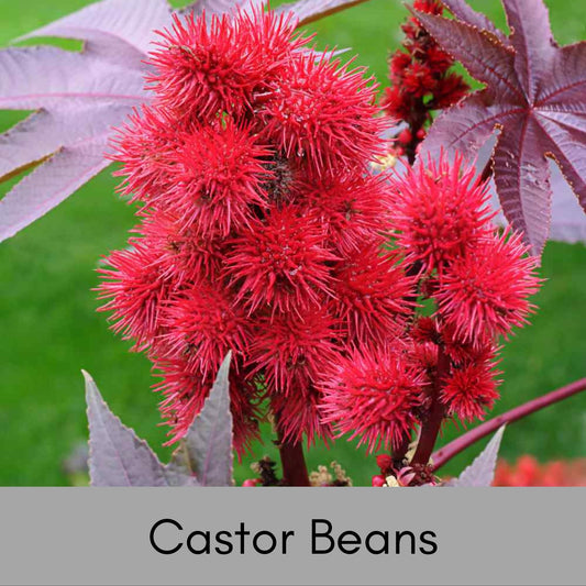 HEIRLOOM CASTOR BEAN, 10 Seeds per Order, Red Foliage, Specimen Tree, Deep Purple Leaves, Tropical Plants, Indoor Plant, Fast Growing