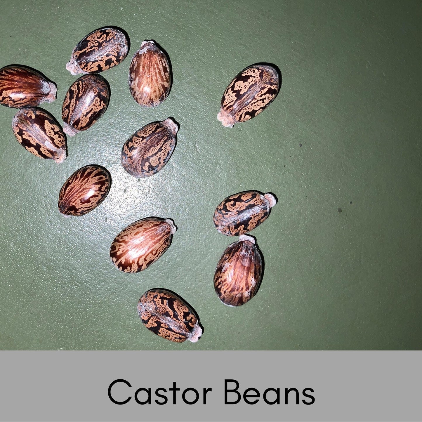 HEIRLOOM CASTOR BEAN Seeds - Perfect for Woodland Garden - Natural Vole and Mole Repealant - 12 seeds with each order!