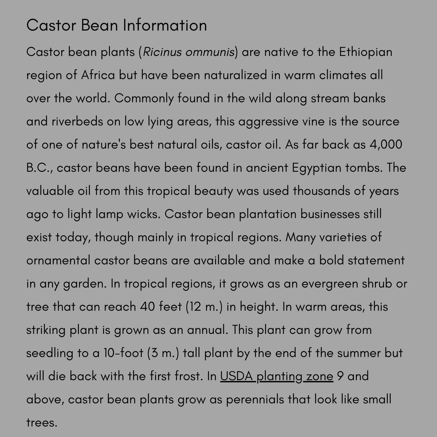 HEIRLOOM CASTOR BEAN Seeds - Perfect for Woodland Garden - Natural Vole and Mole Repealant - 12 seeds with each order!