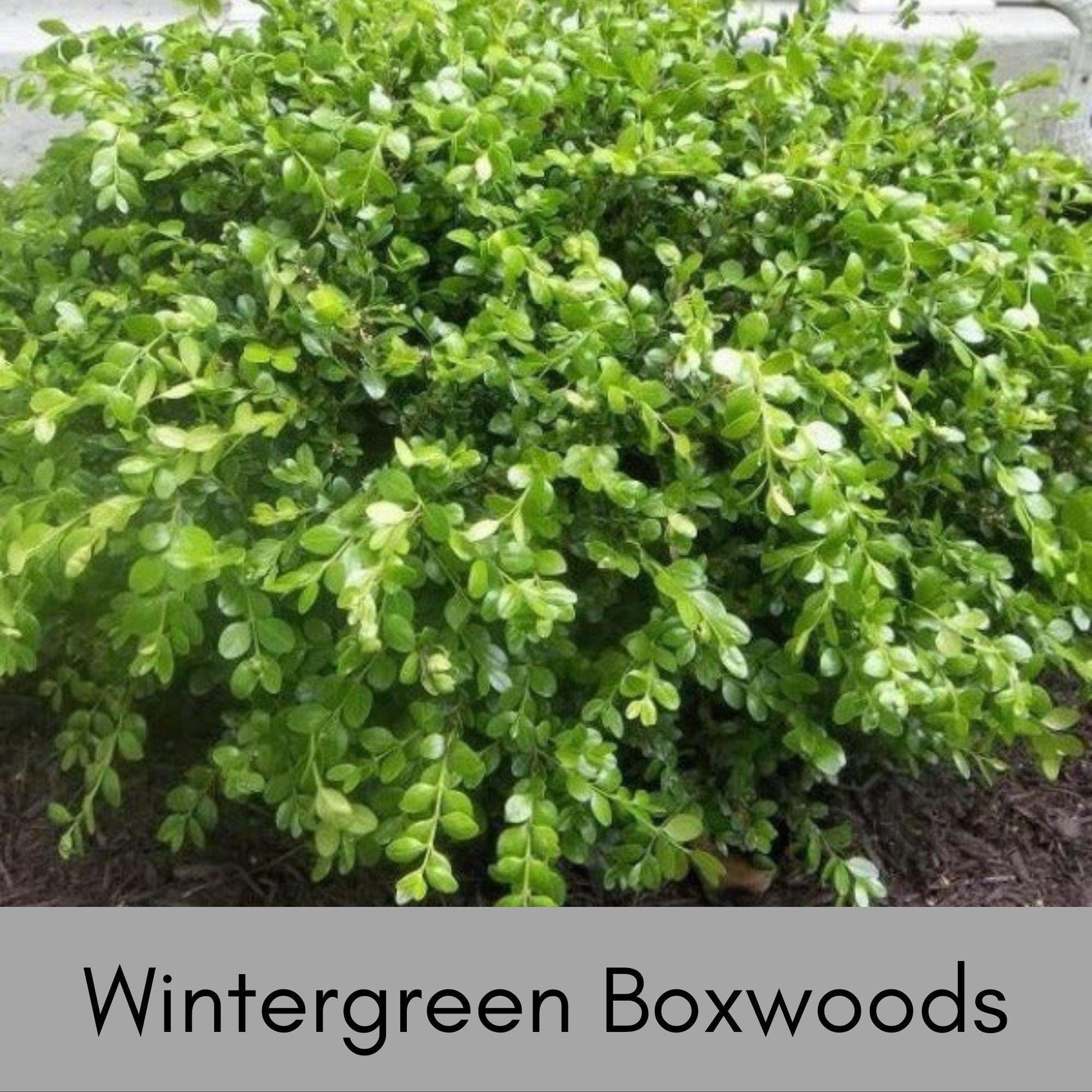 Wintergreen Boxwood - 1 gallon - Great for Bonsai, Topiary, or Hedges