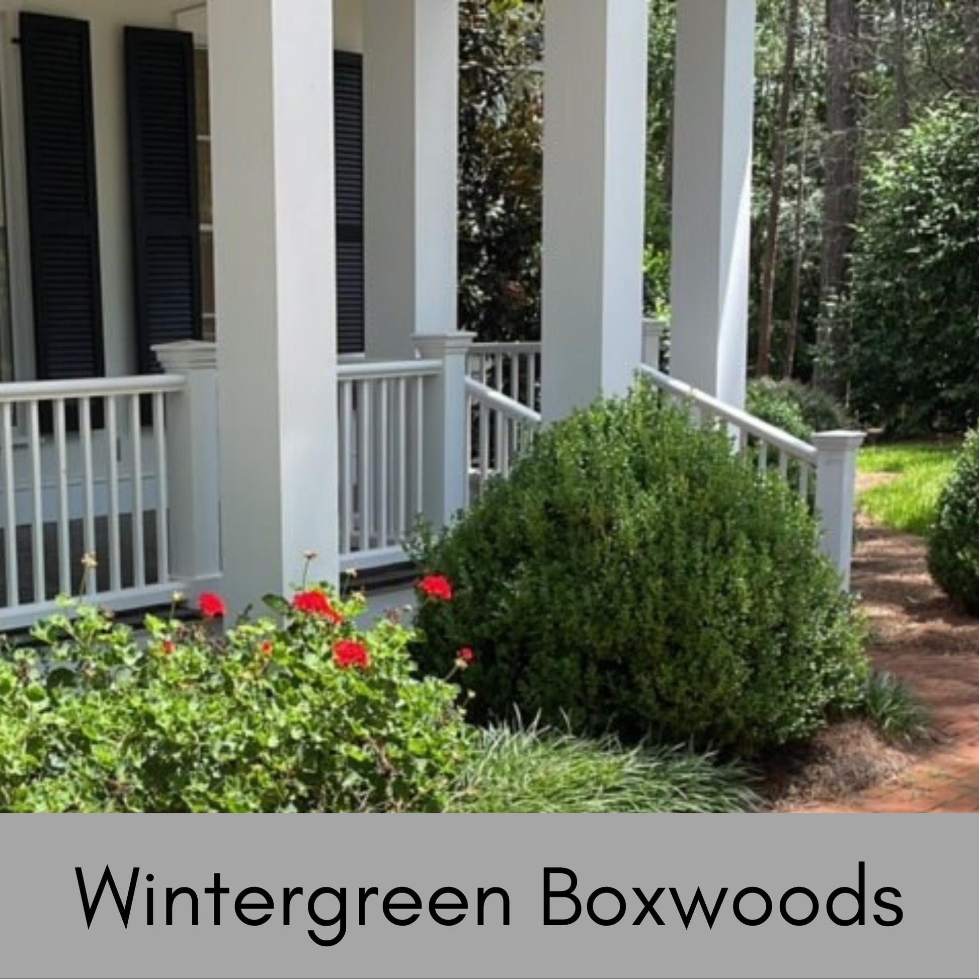 Wintergreen Boxwood - 1 gallon - Great for Bonsai, Topiary, or Hedges