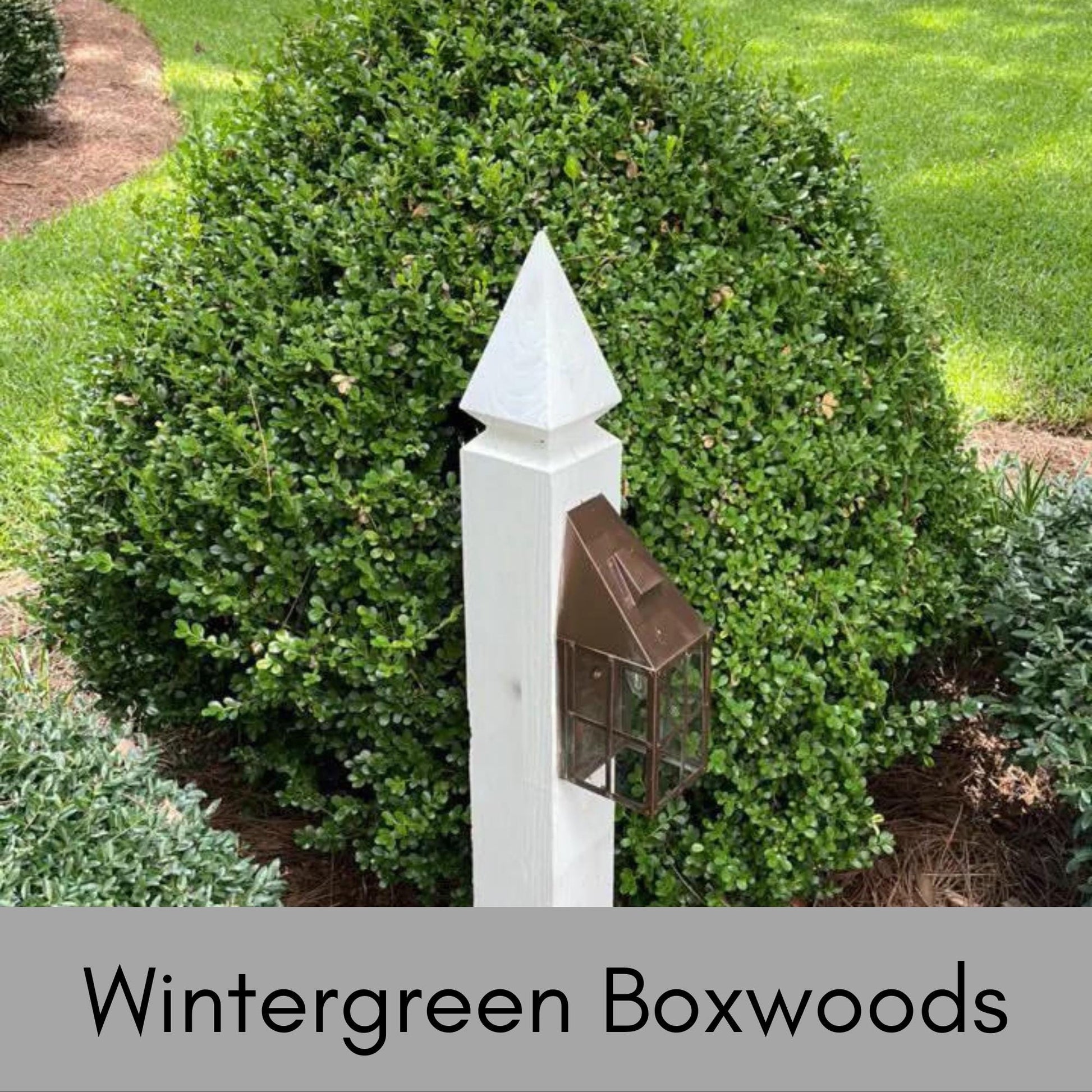 Wintergreen Boxwood - 1 gallon - Great for Bonsai, Topiary, or Hedges