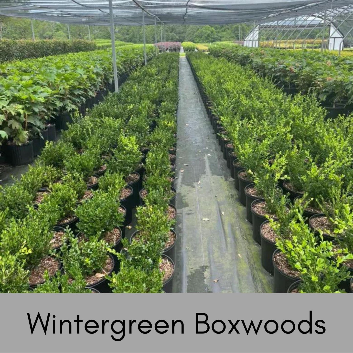 Wintergreen Boxwood - 1 gallon - Great for Bonsai, Topiary, or Hedges