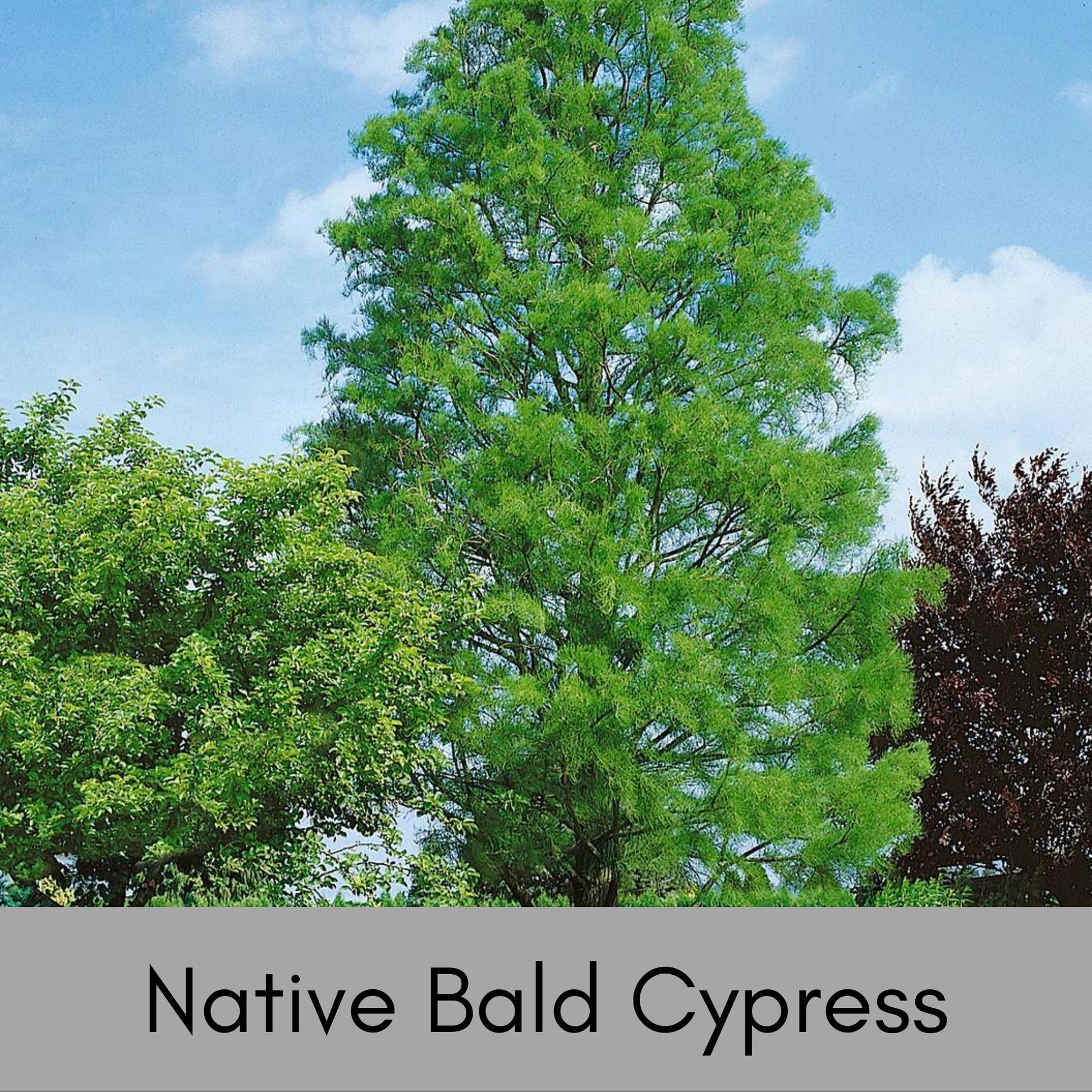 Bald Cypress Tree | 24" Tall Plus | Free Shipping!