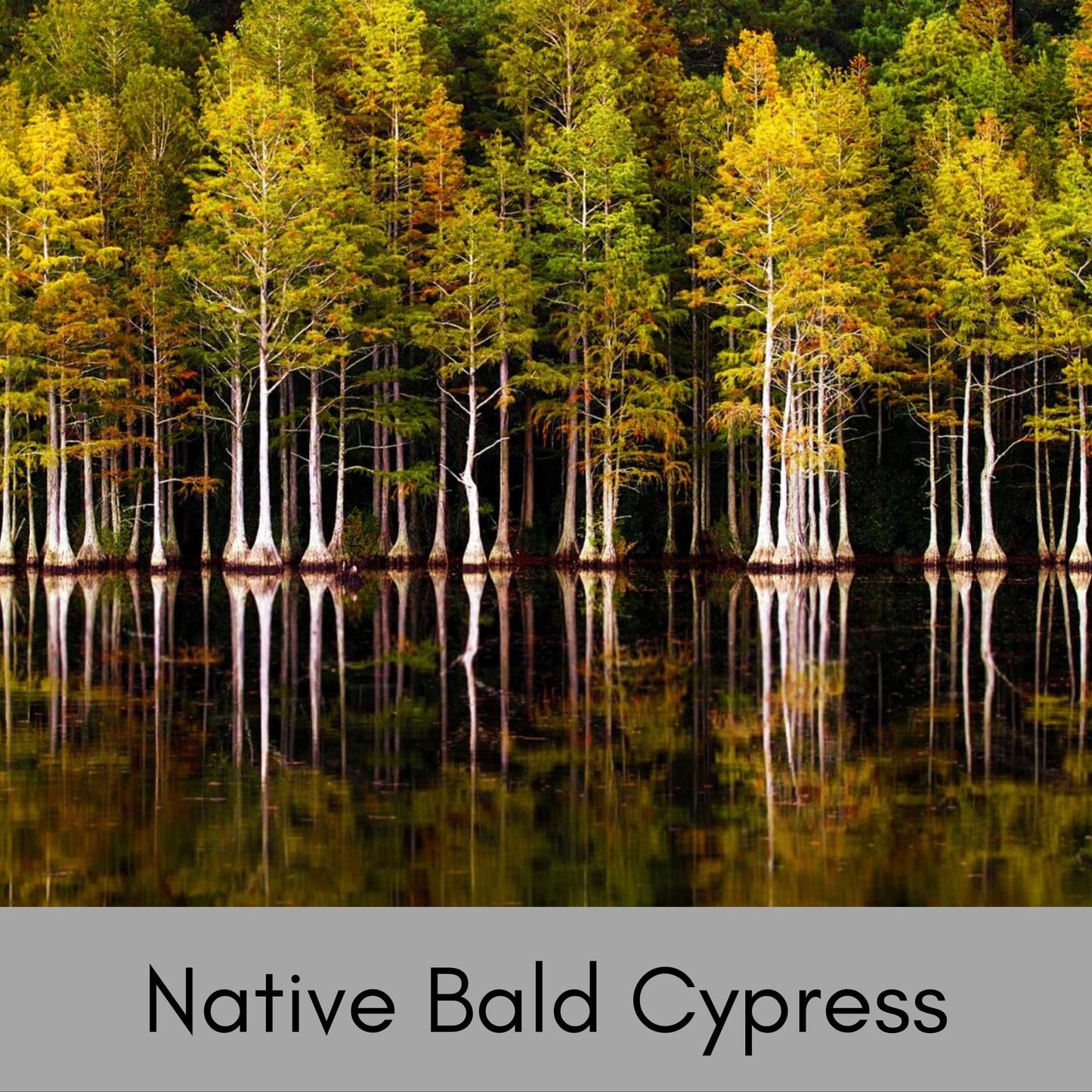 Bald Cypress Tree | 24" Tall Plus | Free Shipping!