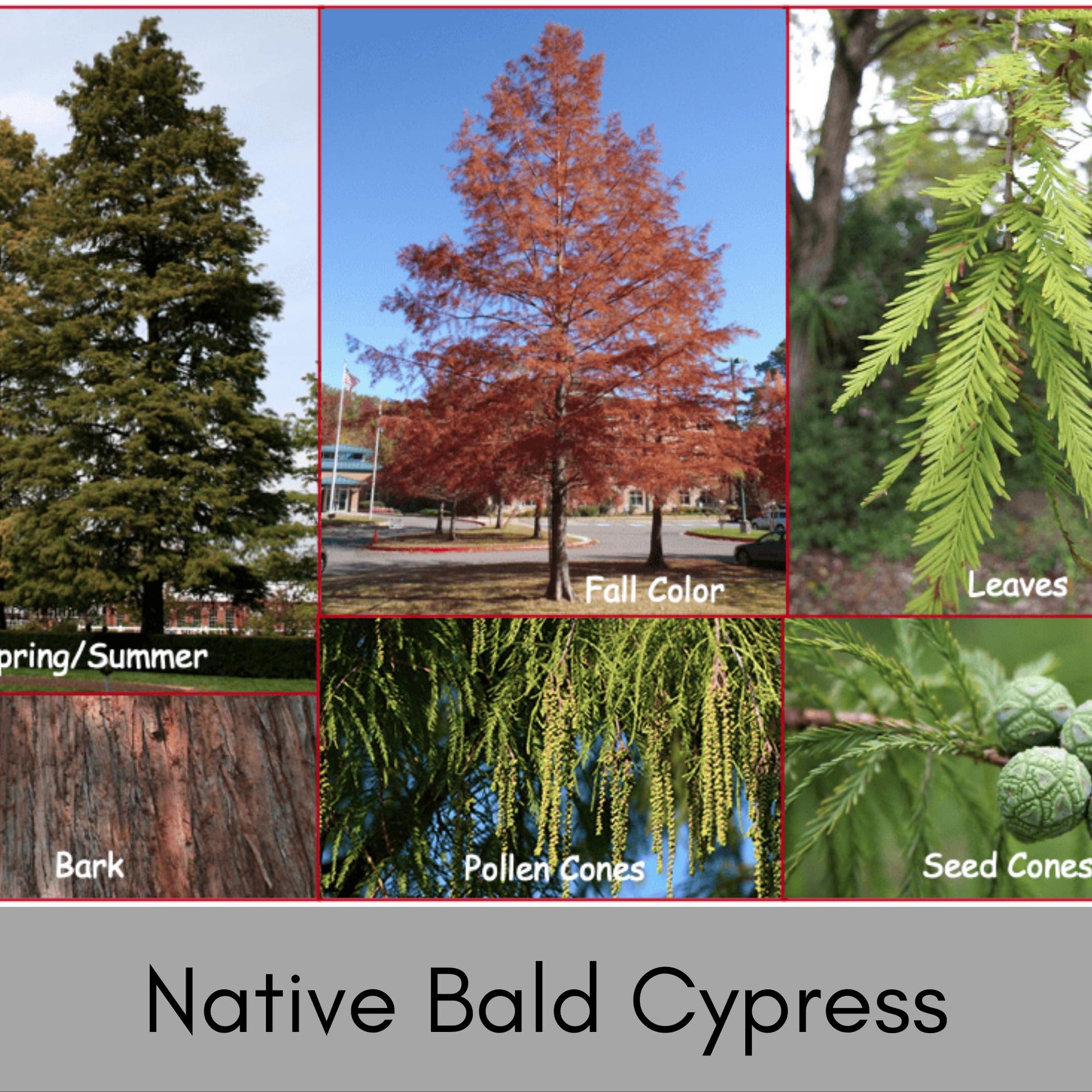 Bald Cypress Tree | 24" Tall Plus | Free Shipping!