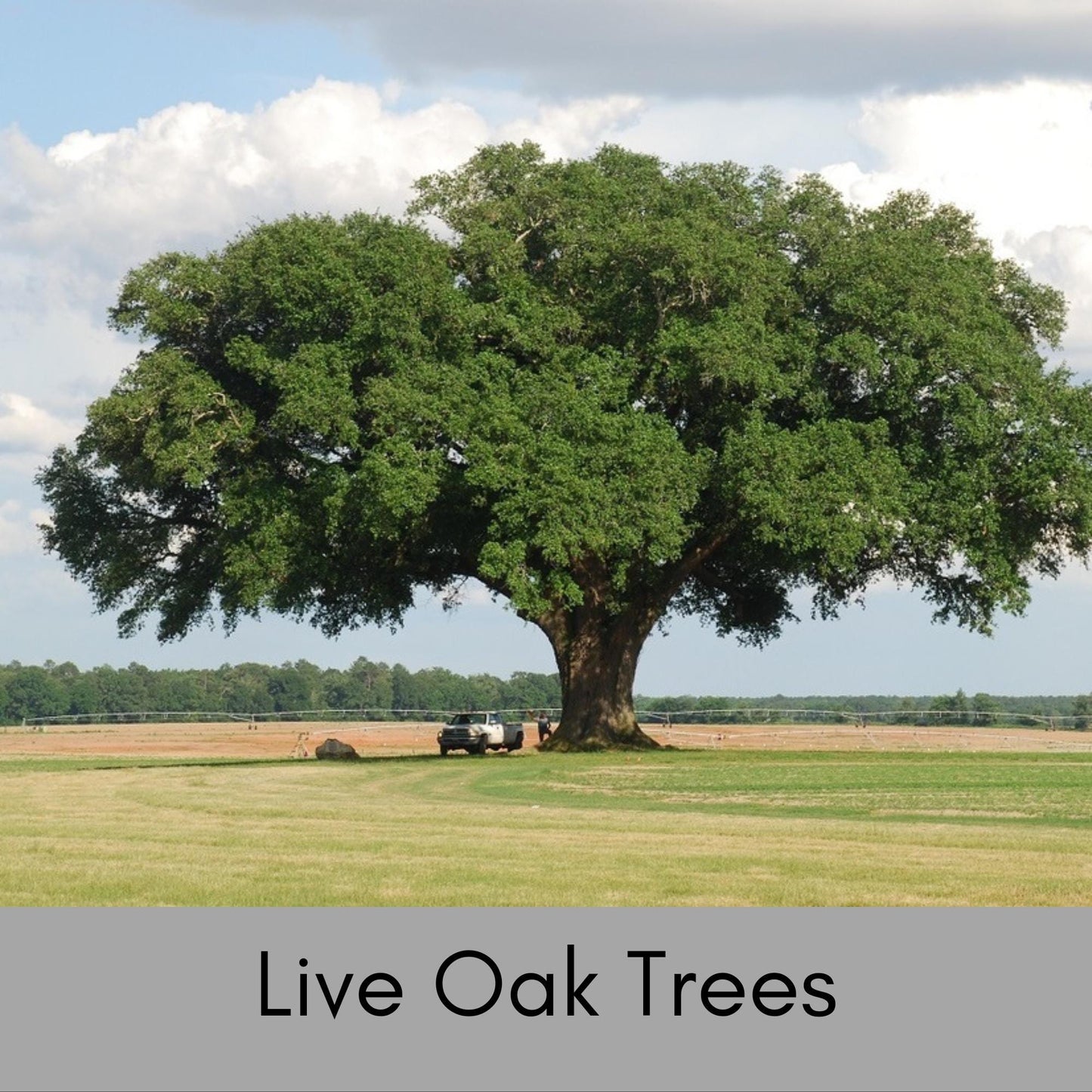 LIVE OAK TREES - 3’ Feet Tall Plus - Free Shipping!