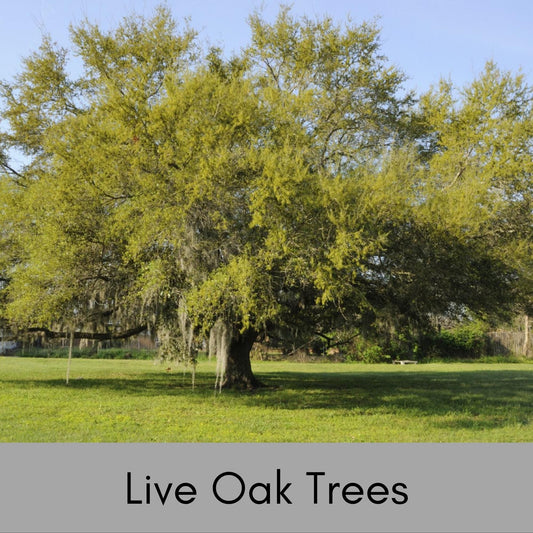 LIVE OAK TREES - 3’ Feet Tall Plus - Free Shipping!