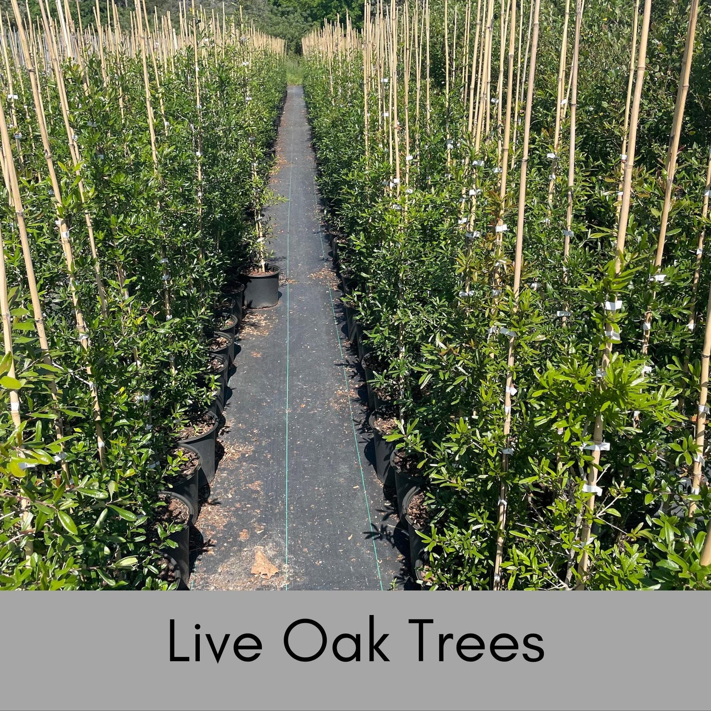 LIVE OAK TREES - 3’ Feet Tall Plus - Free Shipping!